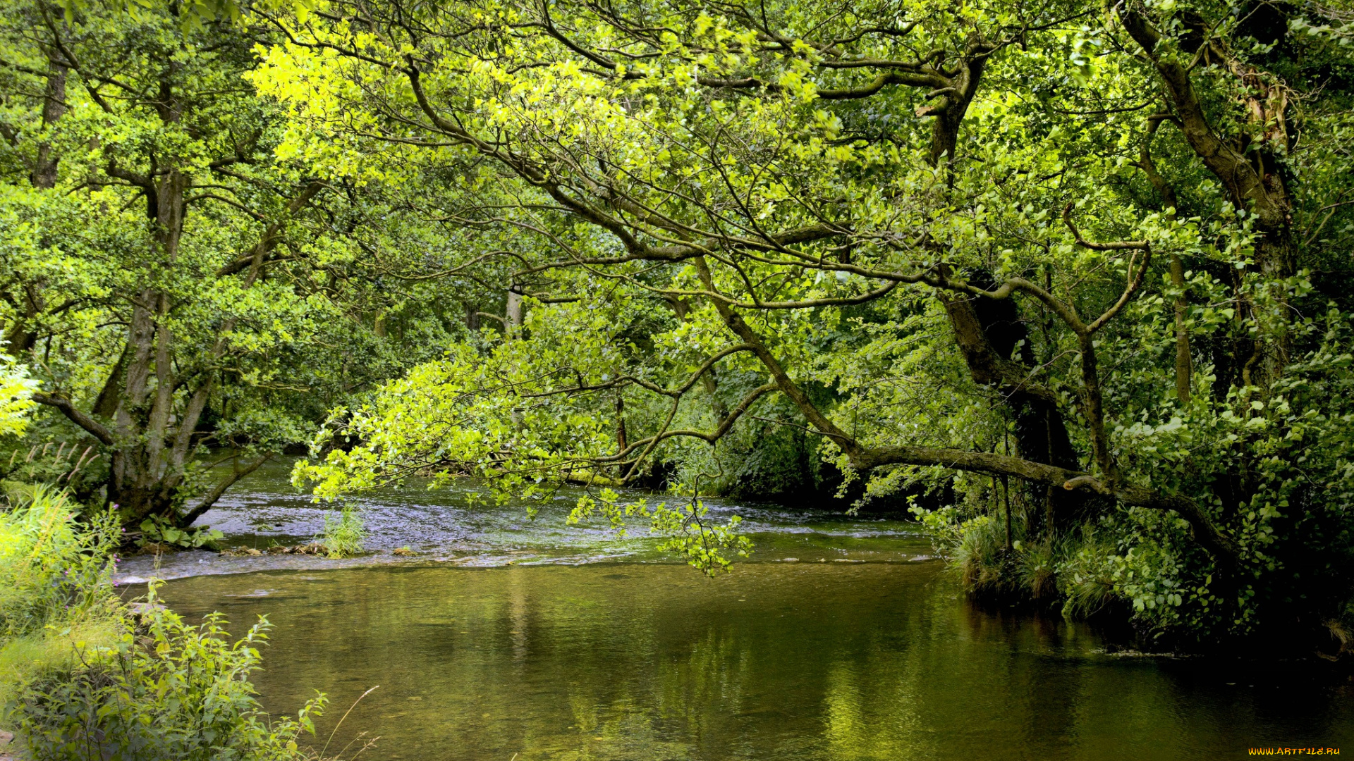 природа, реки, озера, зелень, ветки, река, лес