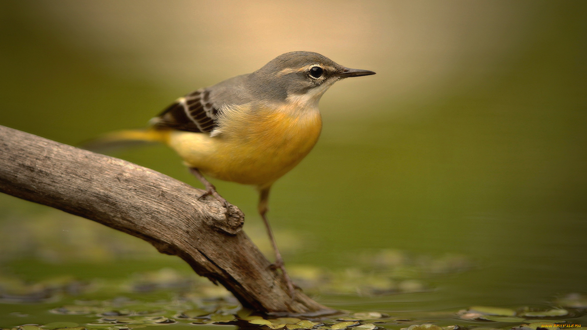 трясогузка, животные, птицы, птичка