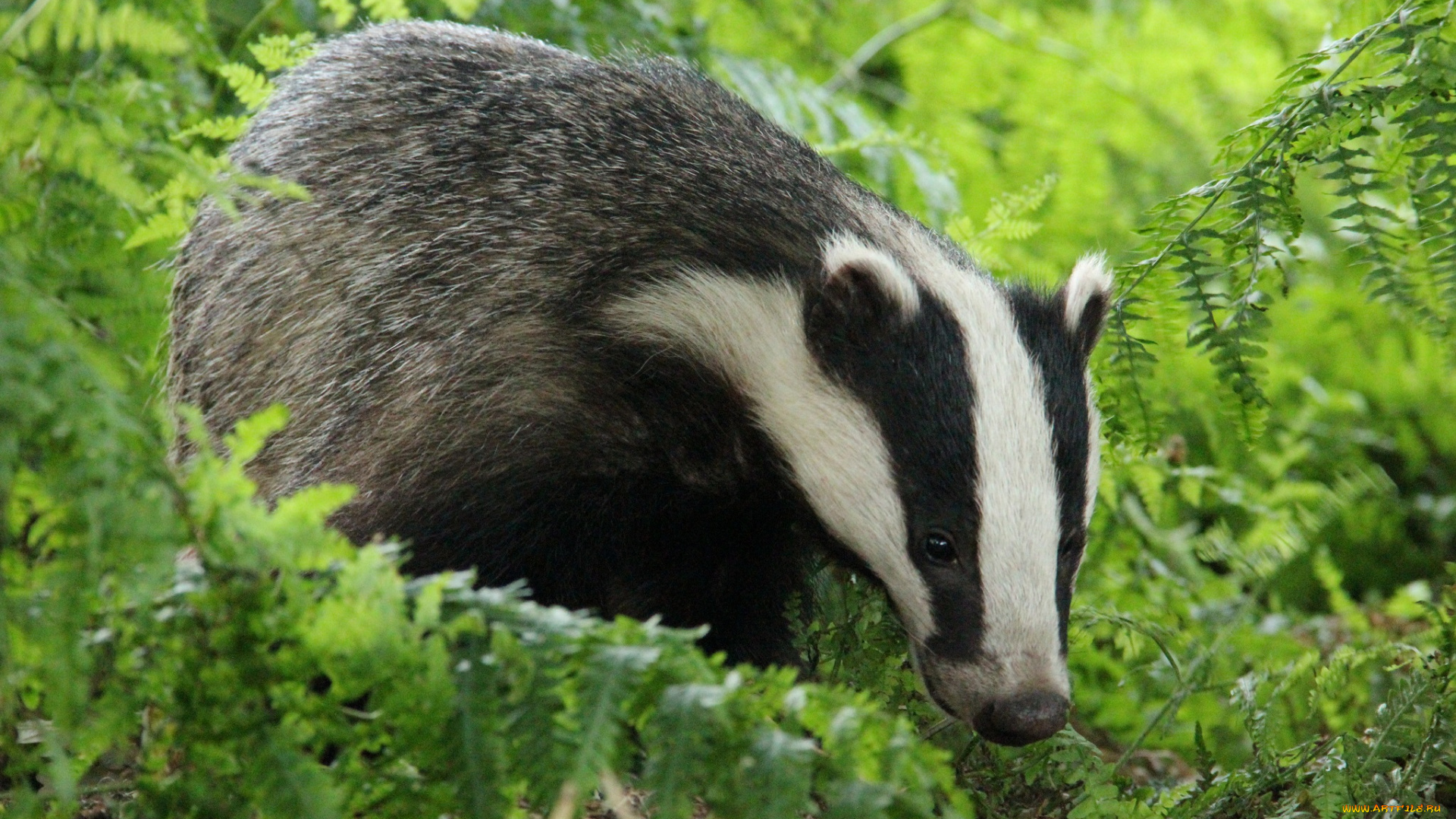 животные, барсуки, полоски, барсук