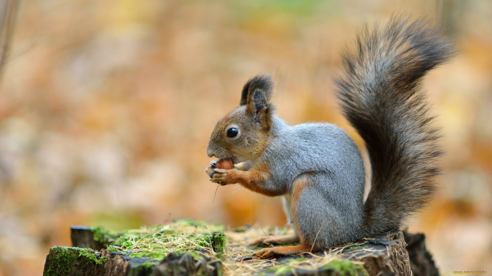 животные, белки, зверек