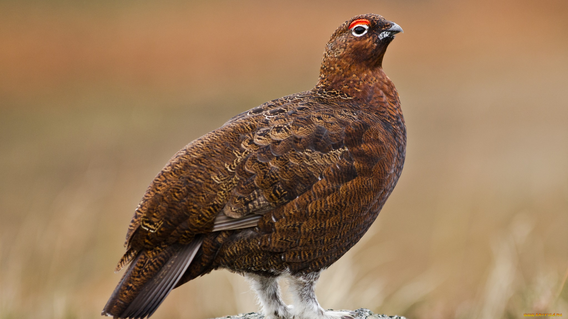 животные, глухари, тетерева, фазаны, камень, тетерка