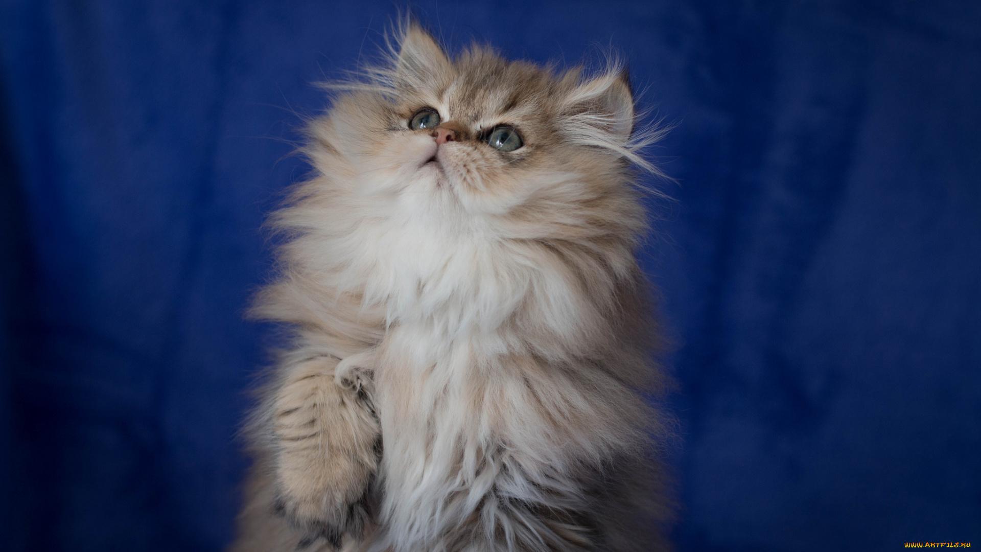 животные, коты, котёнок, пушистый