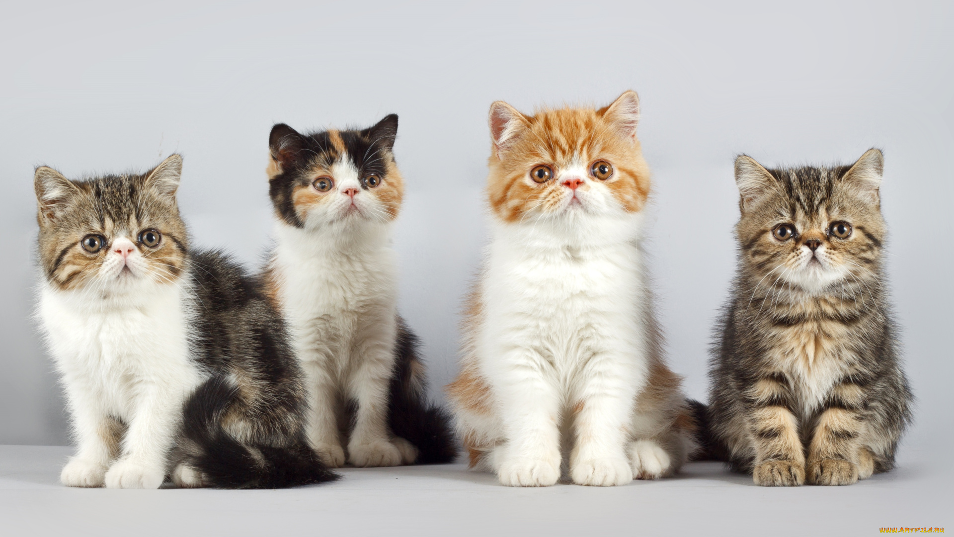 животные, коты, квартет