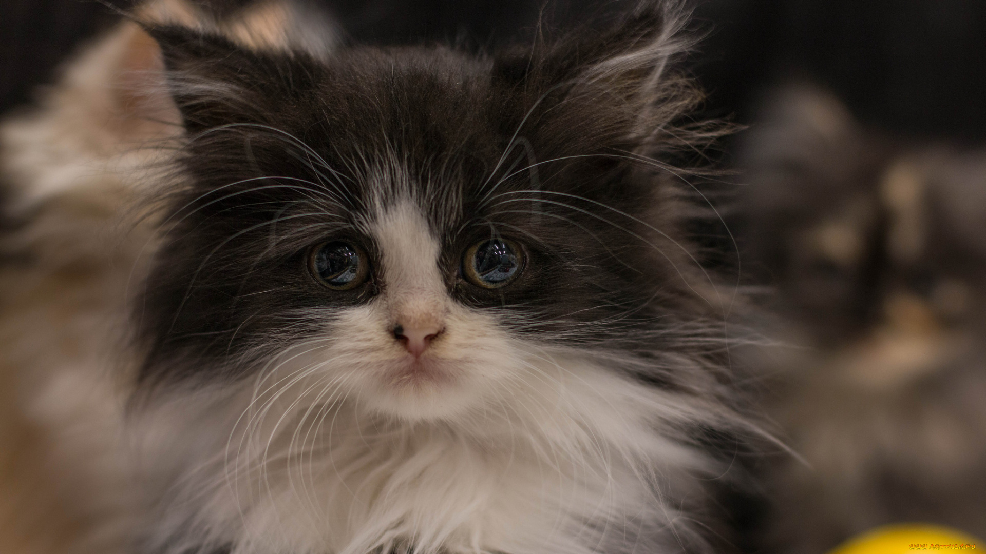 животные, коты, лохматый, пушистый, котёнок