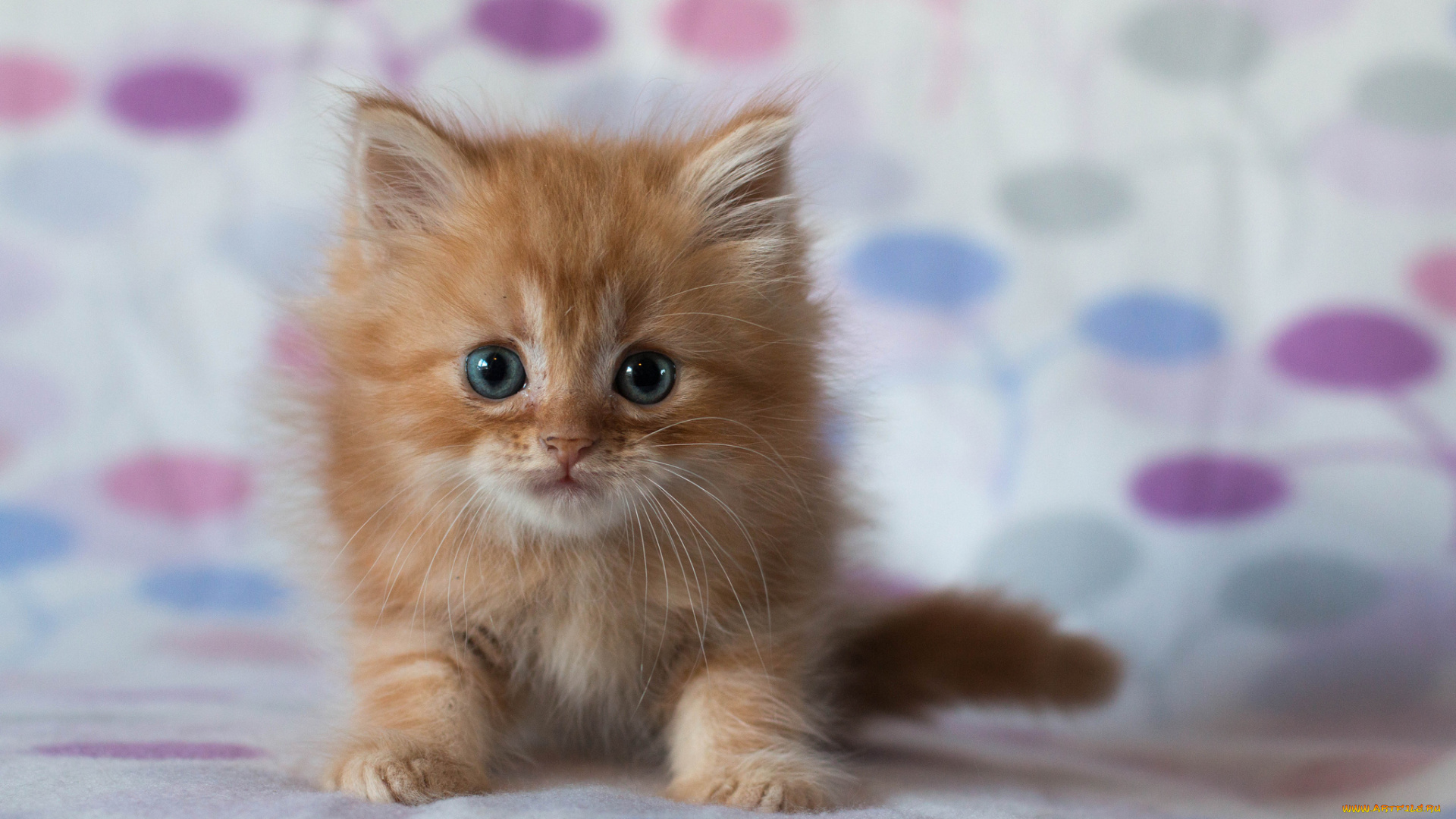 животные, коты, рыжий, котёнок