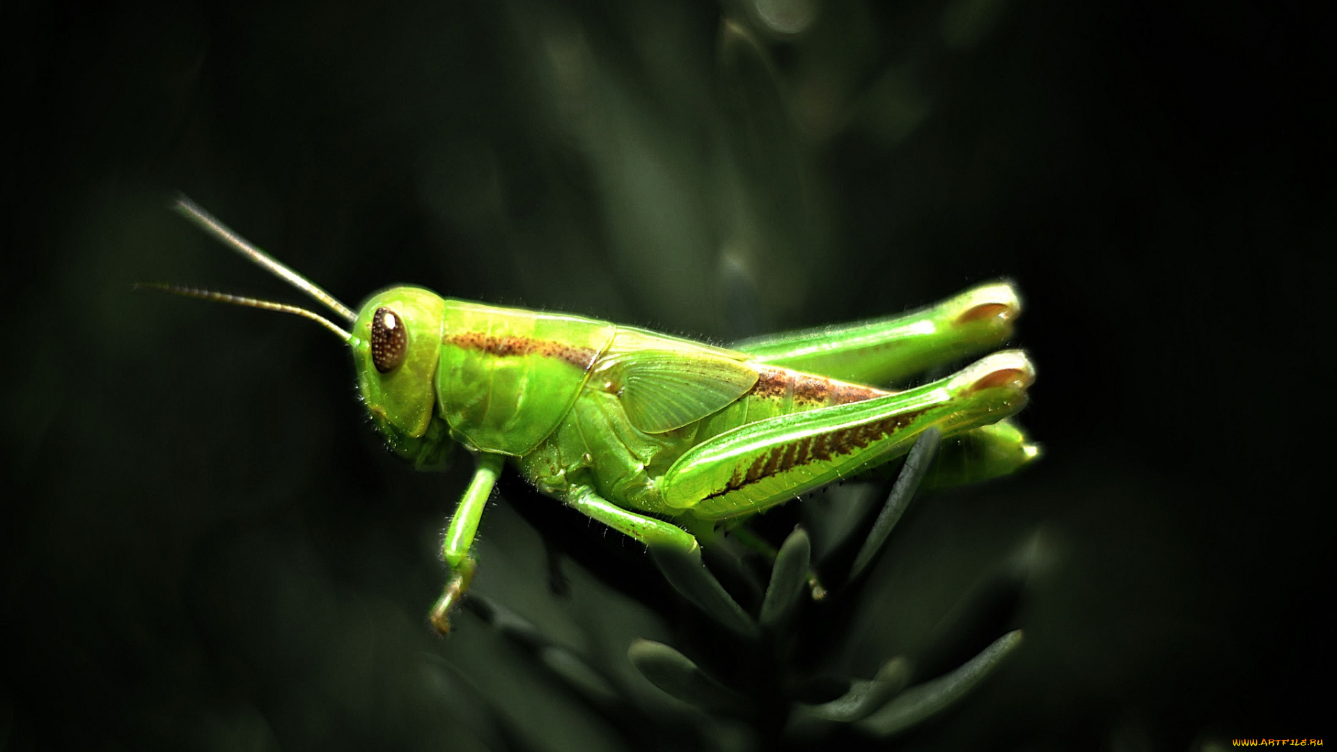 животные, кузнечики, саранча, зеленый, кузнечик