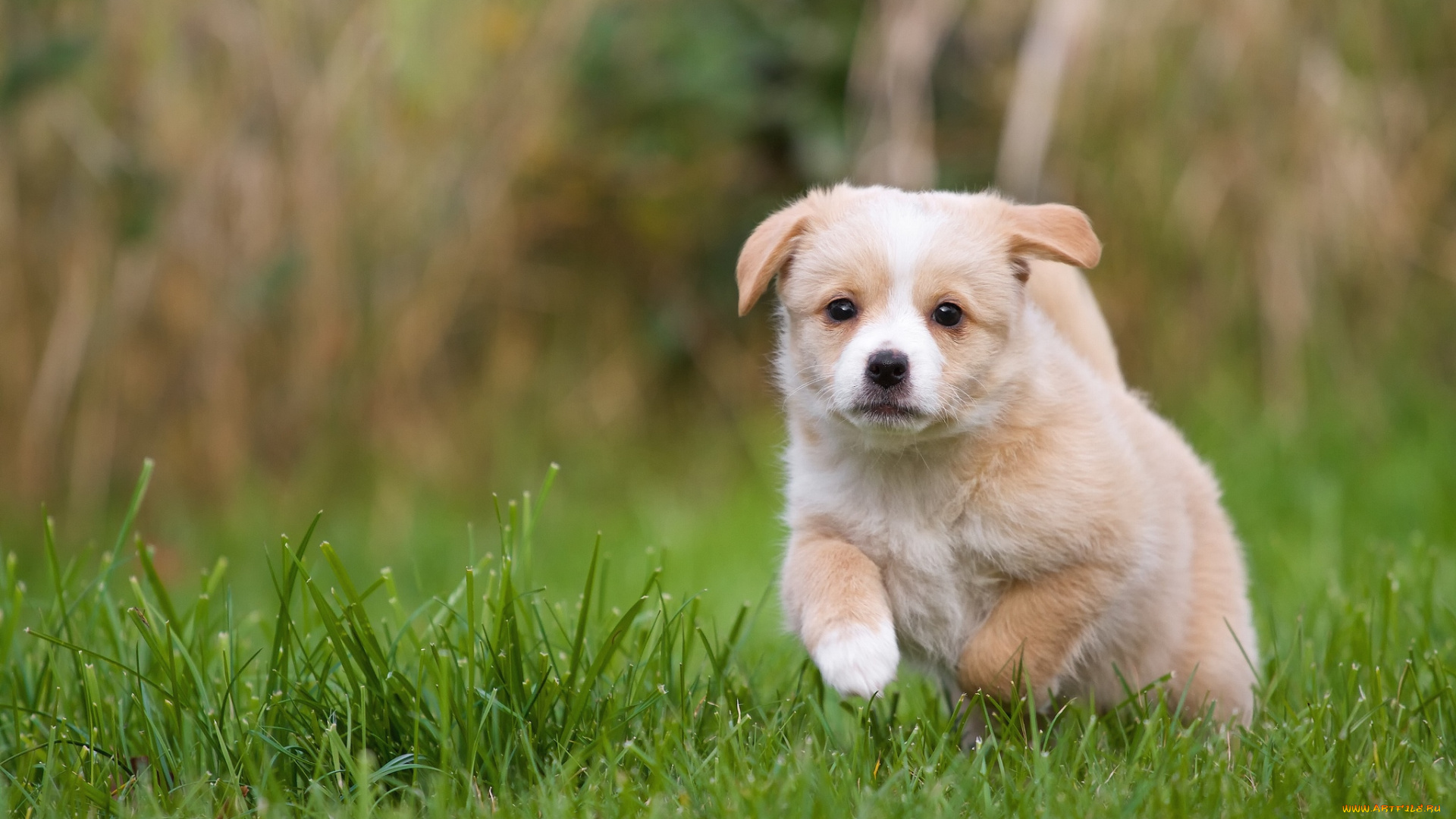 животные, собаки, щенок