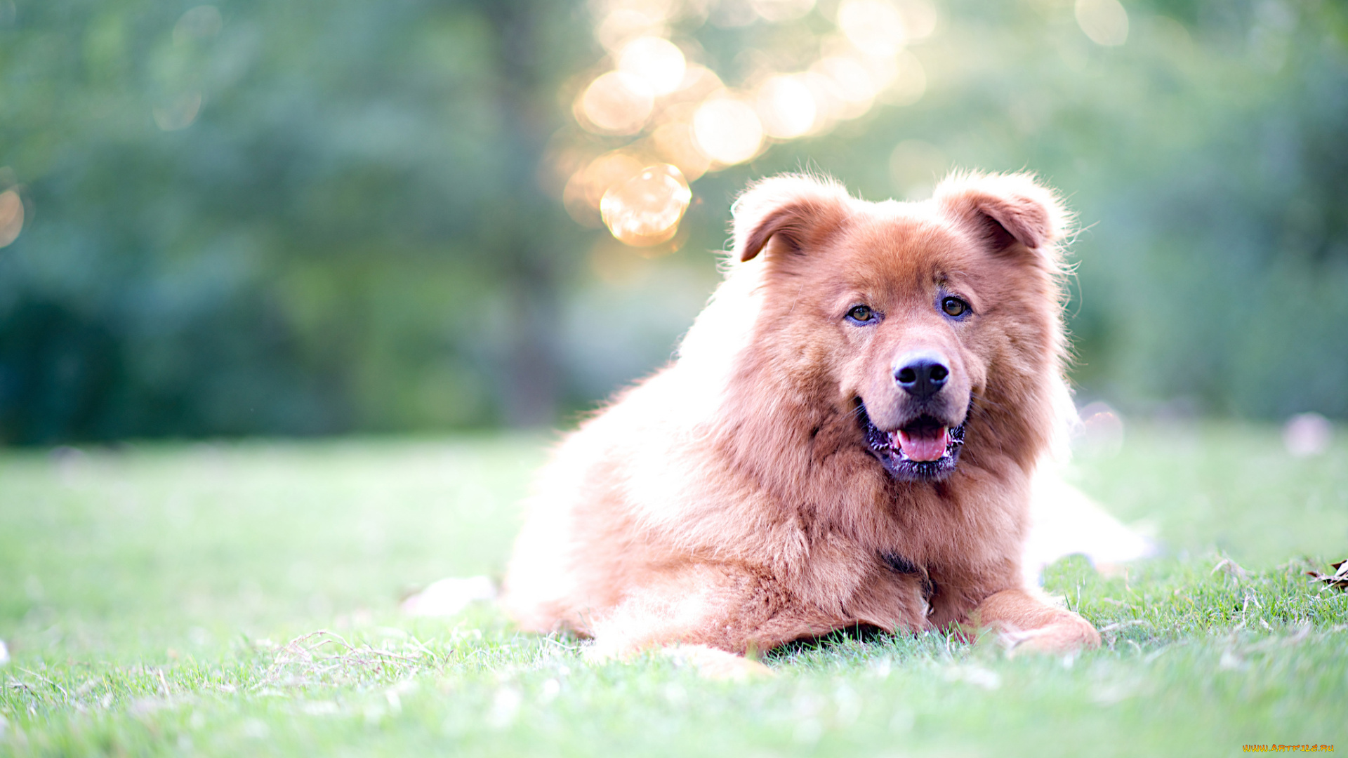 животные, собаки, трава, собака, взгляд, блики