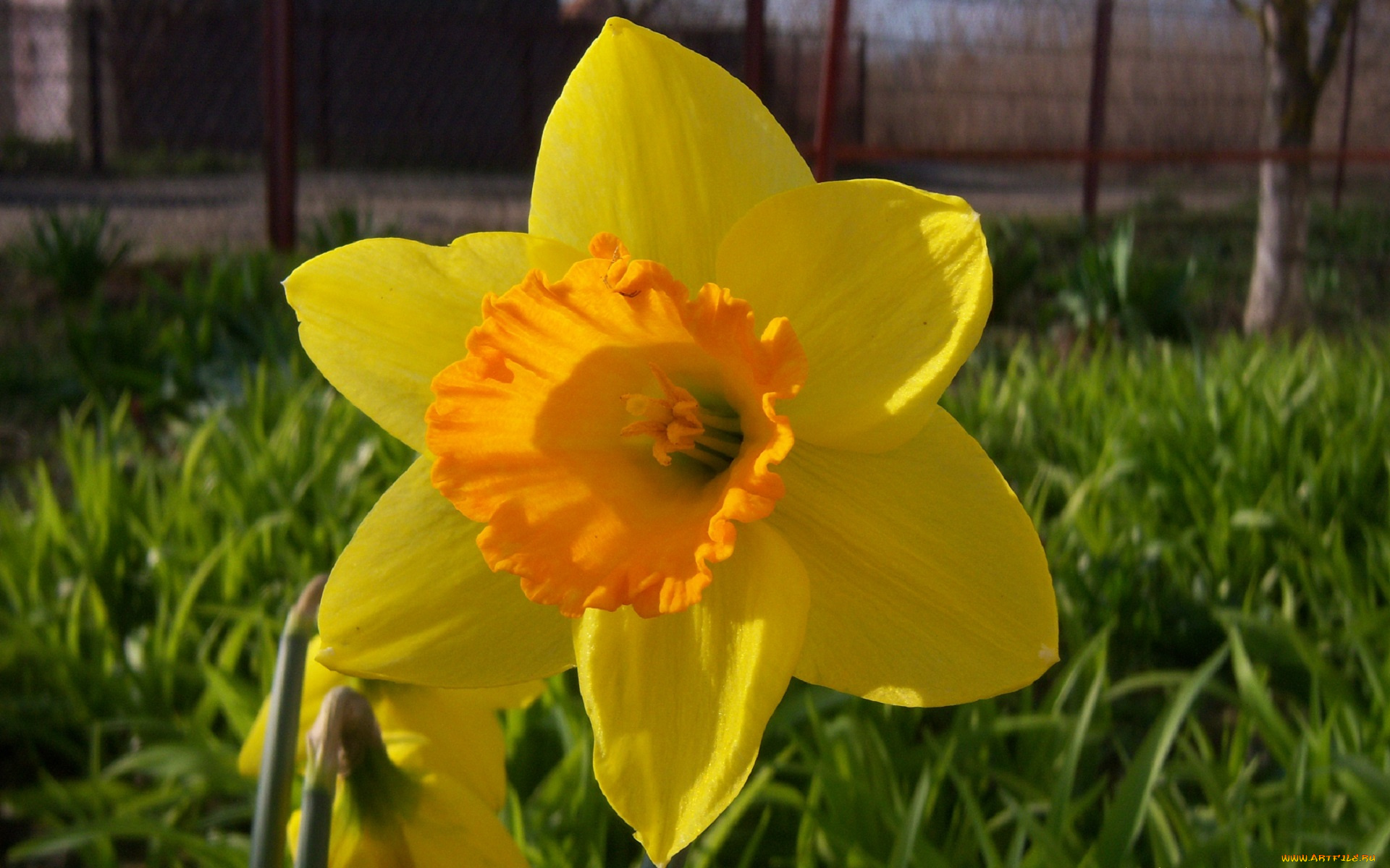 цветы, нарциссы, желтый, нарцисс