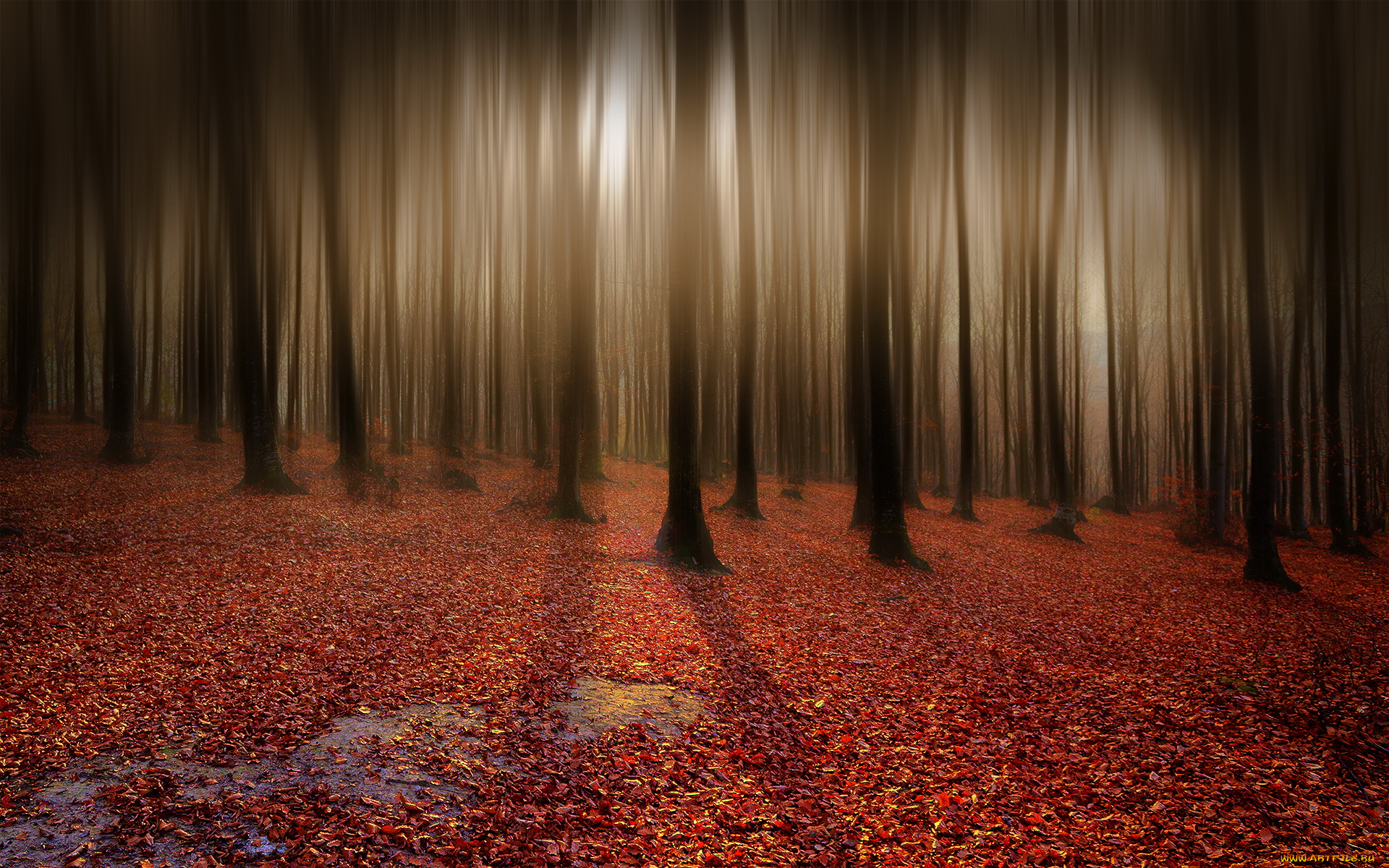 разное, компьютерный, дизайн, листья, деревья, лес