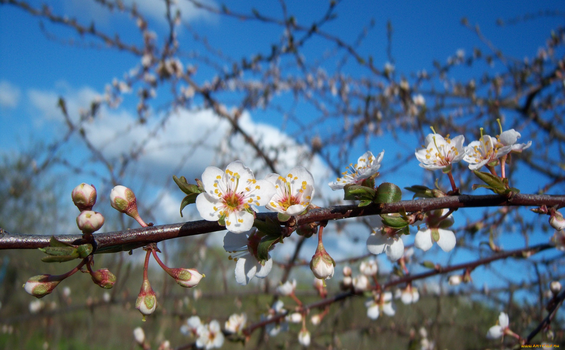 цветы, цветущие, деревья, кустарники, красная, алыча