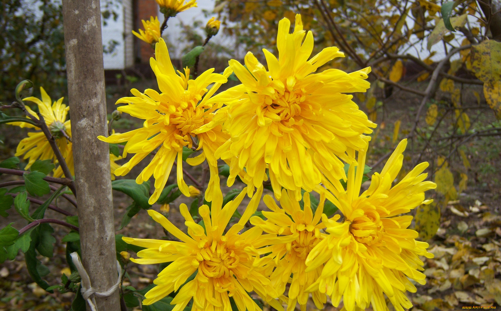 цветы, хризантемы, желые