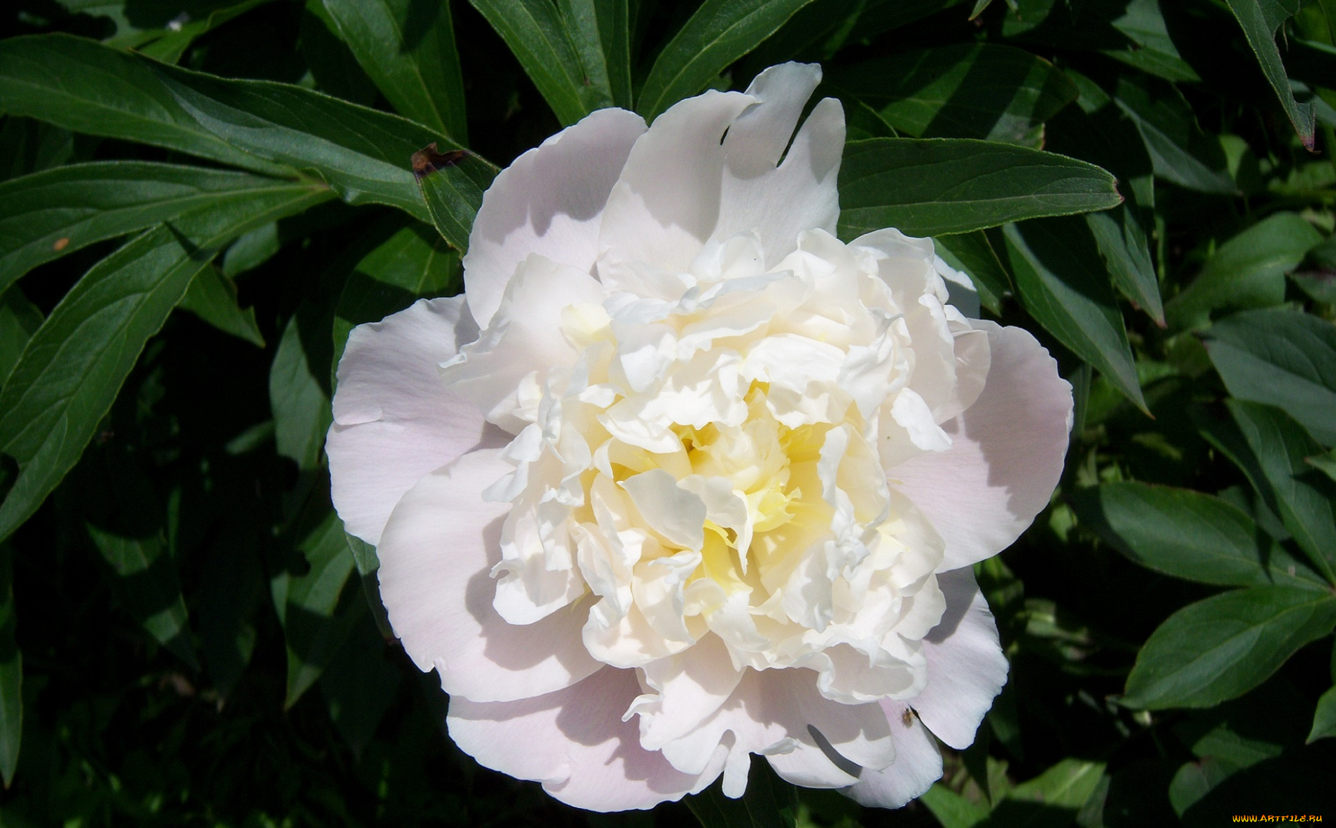 цветы, пионы, белая