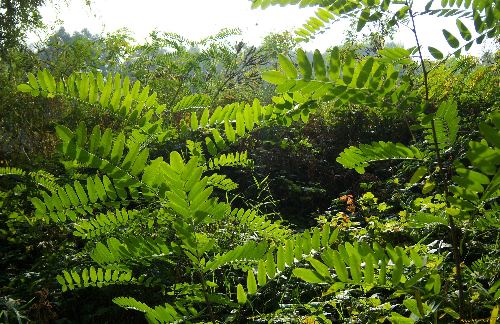 природа, листья, листики, зелень