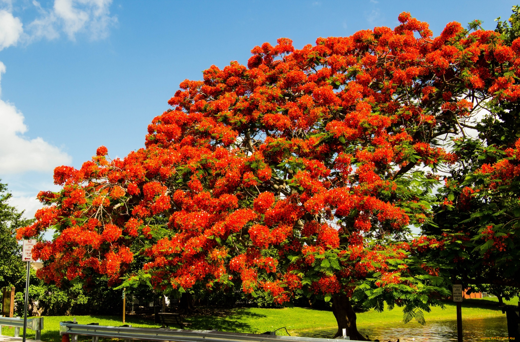 цветы, делоникс, королевский, огненное, дерево