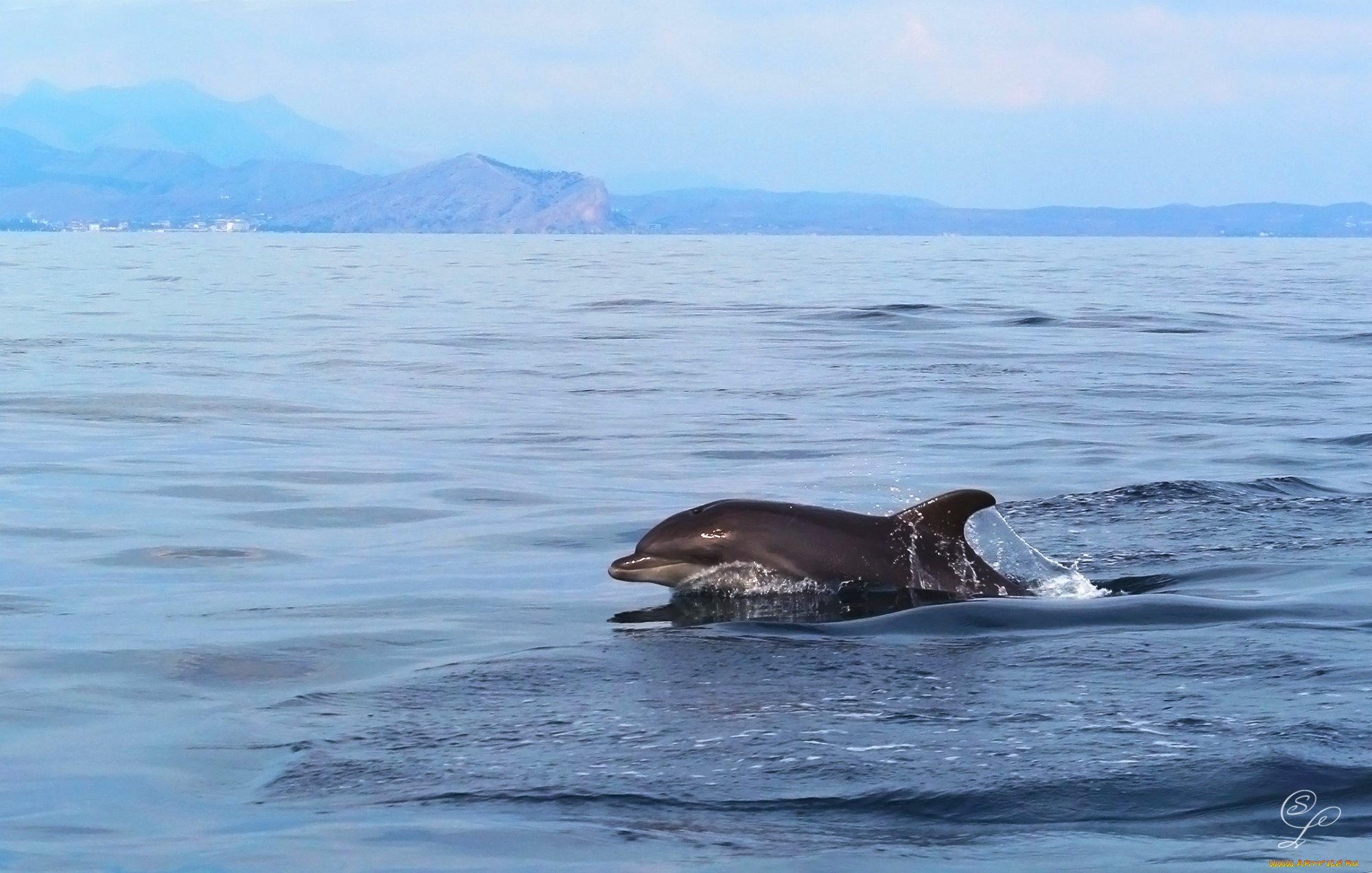 животные, дельфины, умница