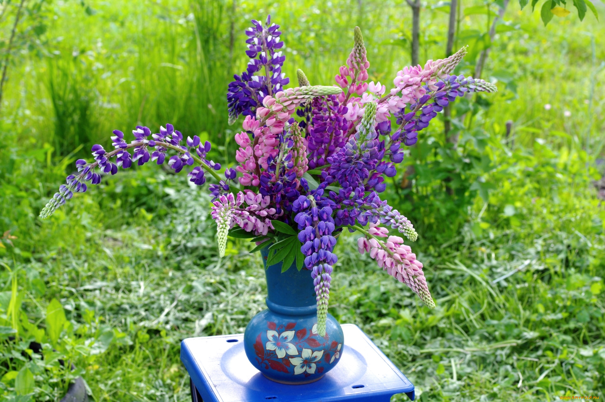 цветы, люпин, букет