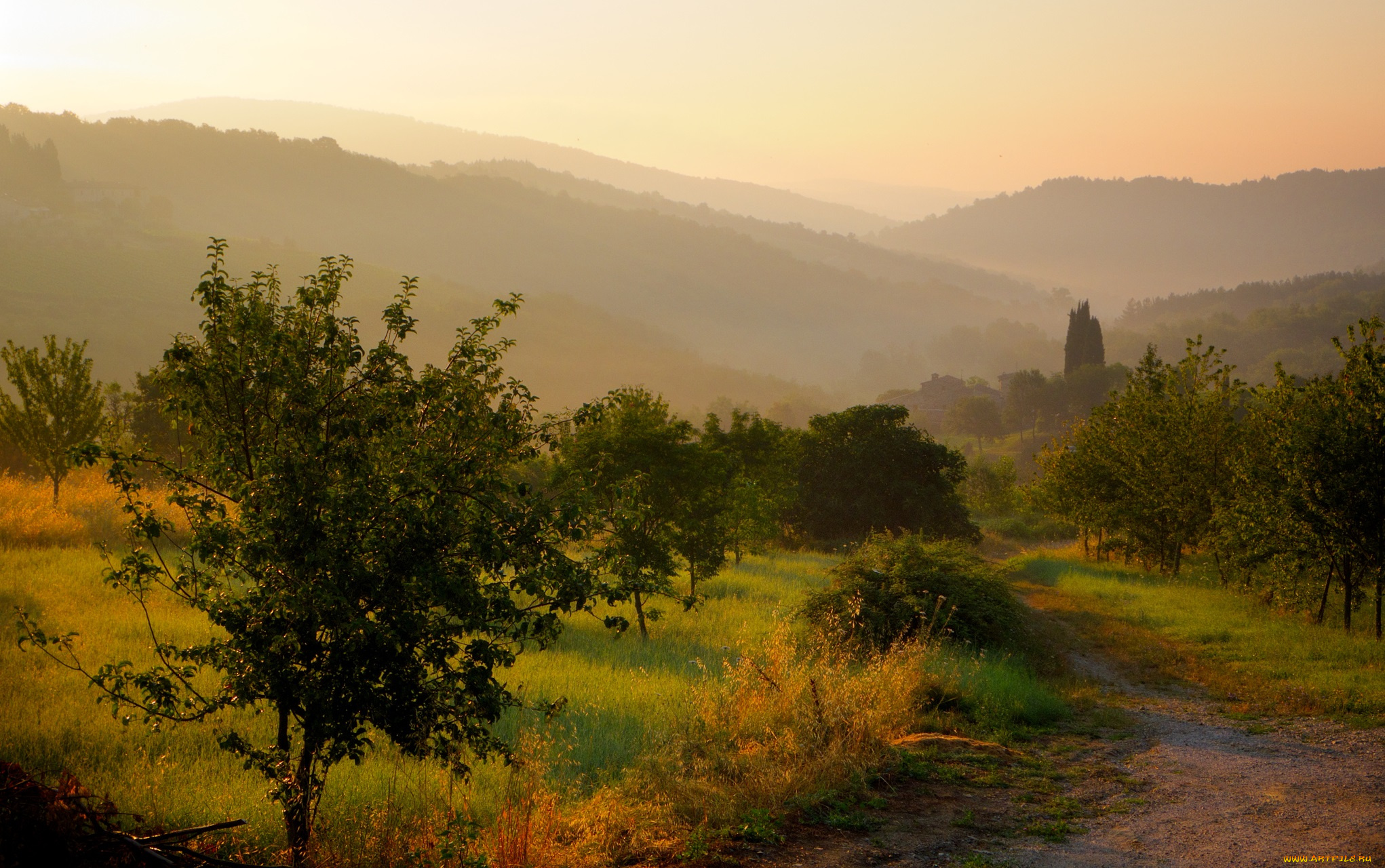 природа, дороги, деревья, кустарник, трава, дорога, туман