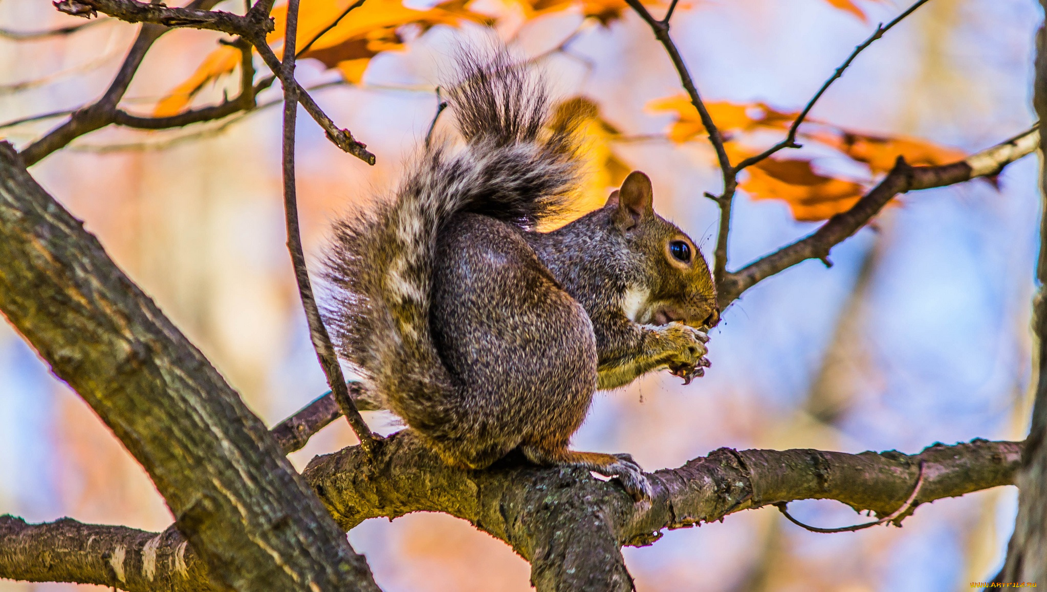 животные, белки, дерево, ветки, белка