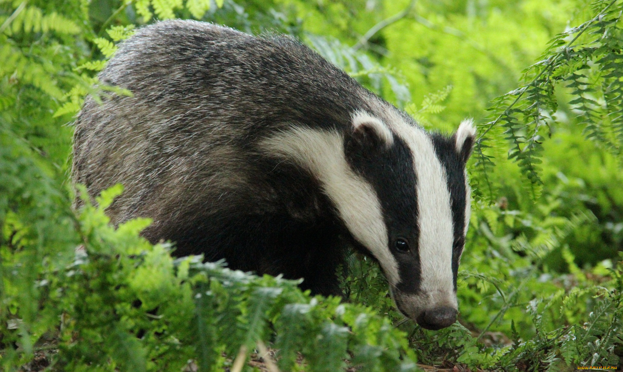 животные, барсуки, полоски, барсук