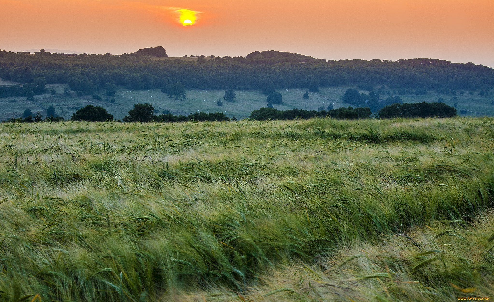 природа, поля, мутное, солнце, тучи, лес, посевы, поле