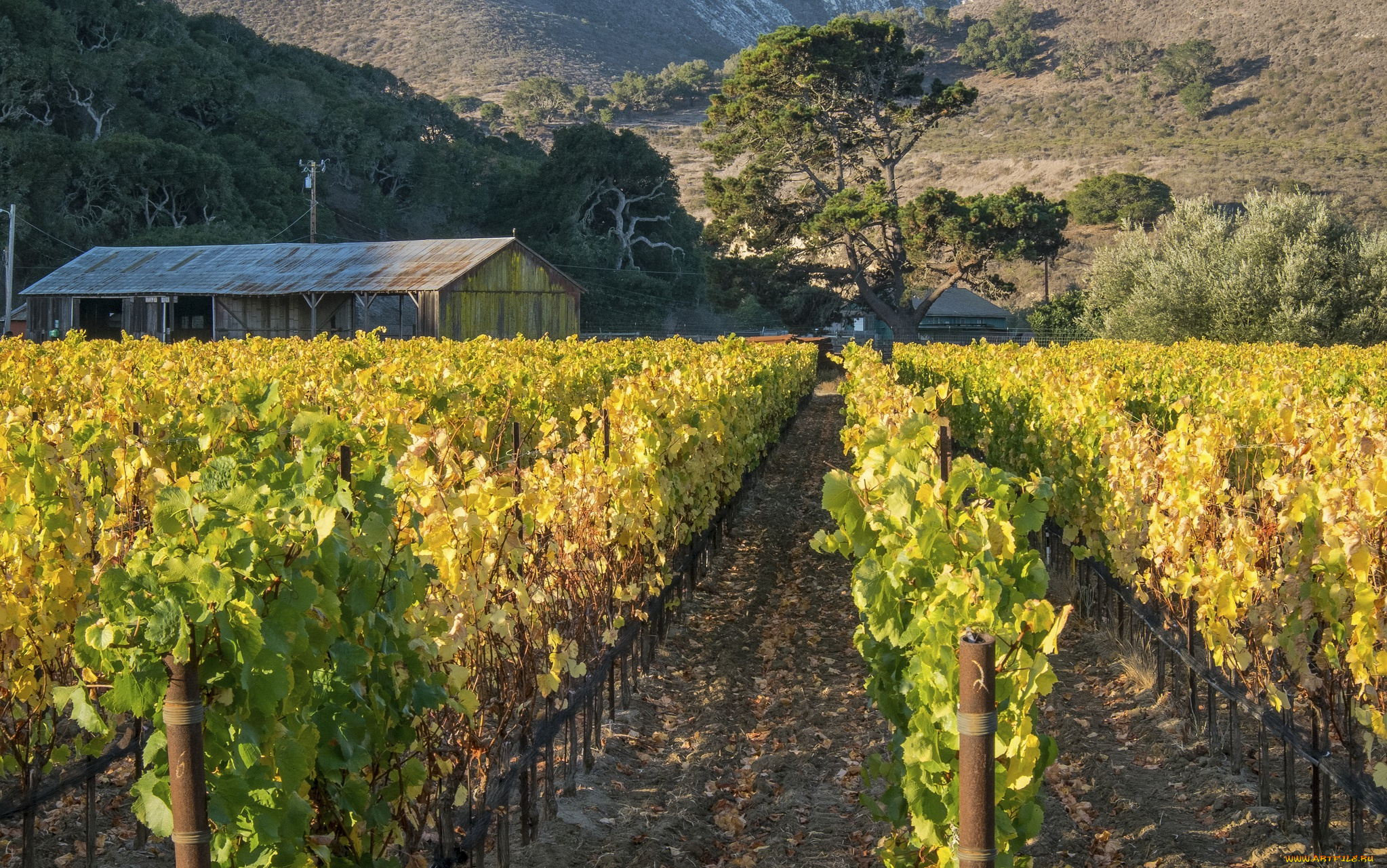 природа, поля, горы, виноградник, деревья, сарай