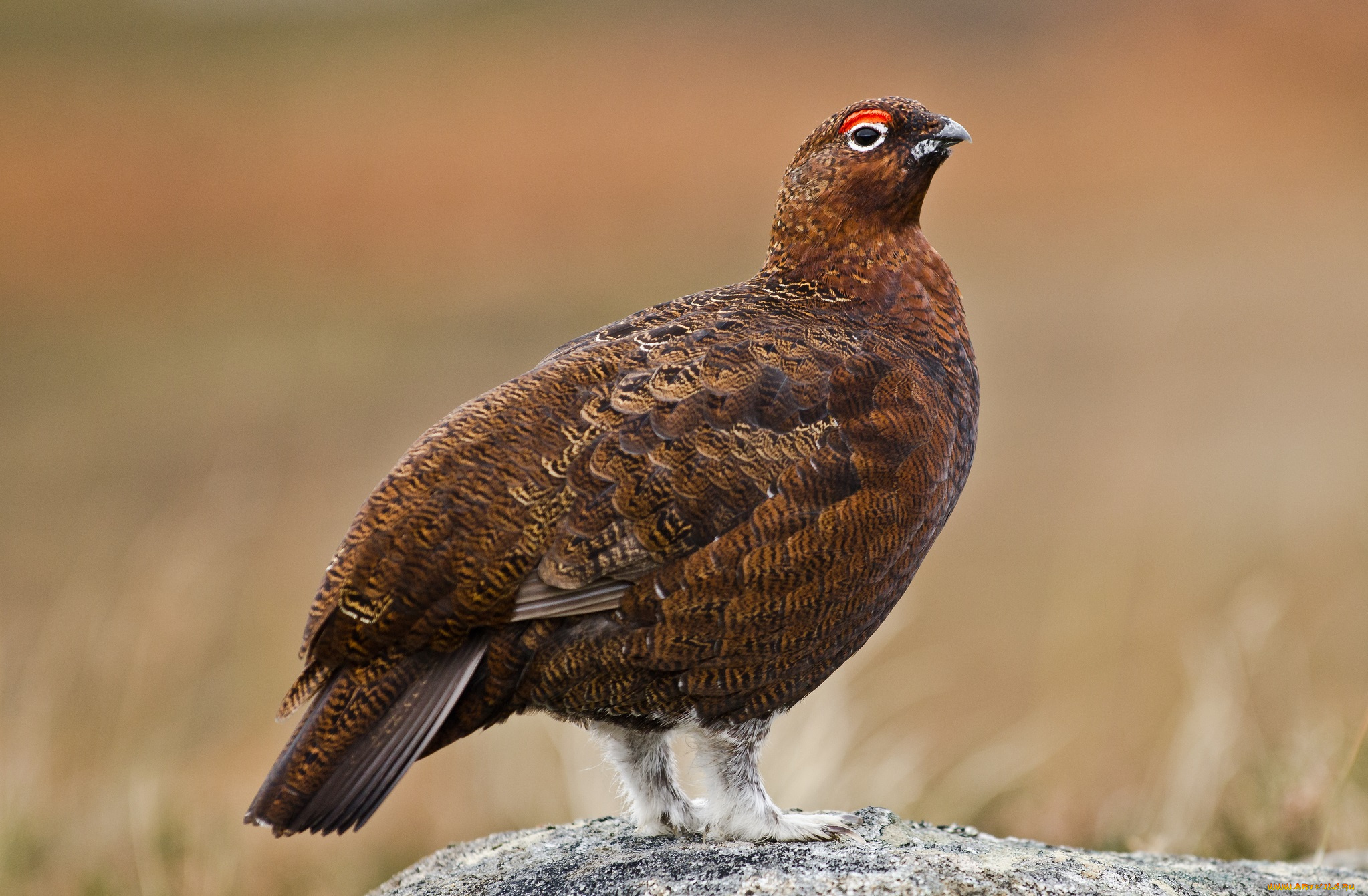 животные, глухари, тетерева, фазаны, камень, тетерка