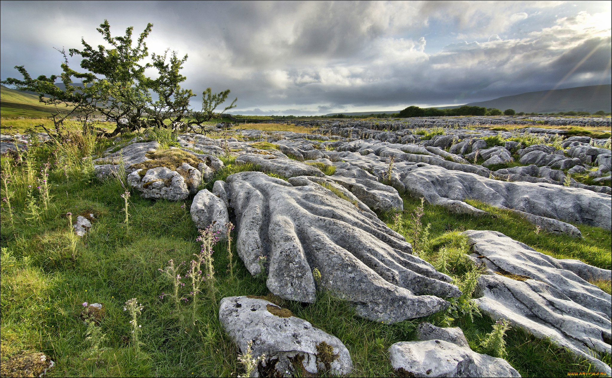 природа, камни, минералы, деревья, трава, равнина