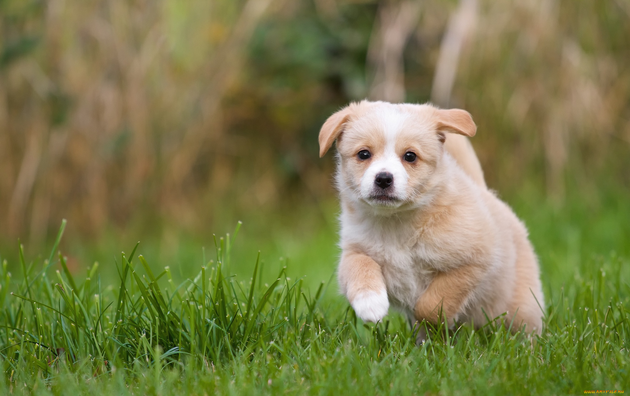 животные, собаки, щенок