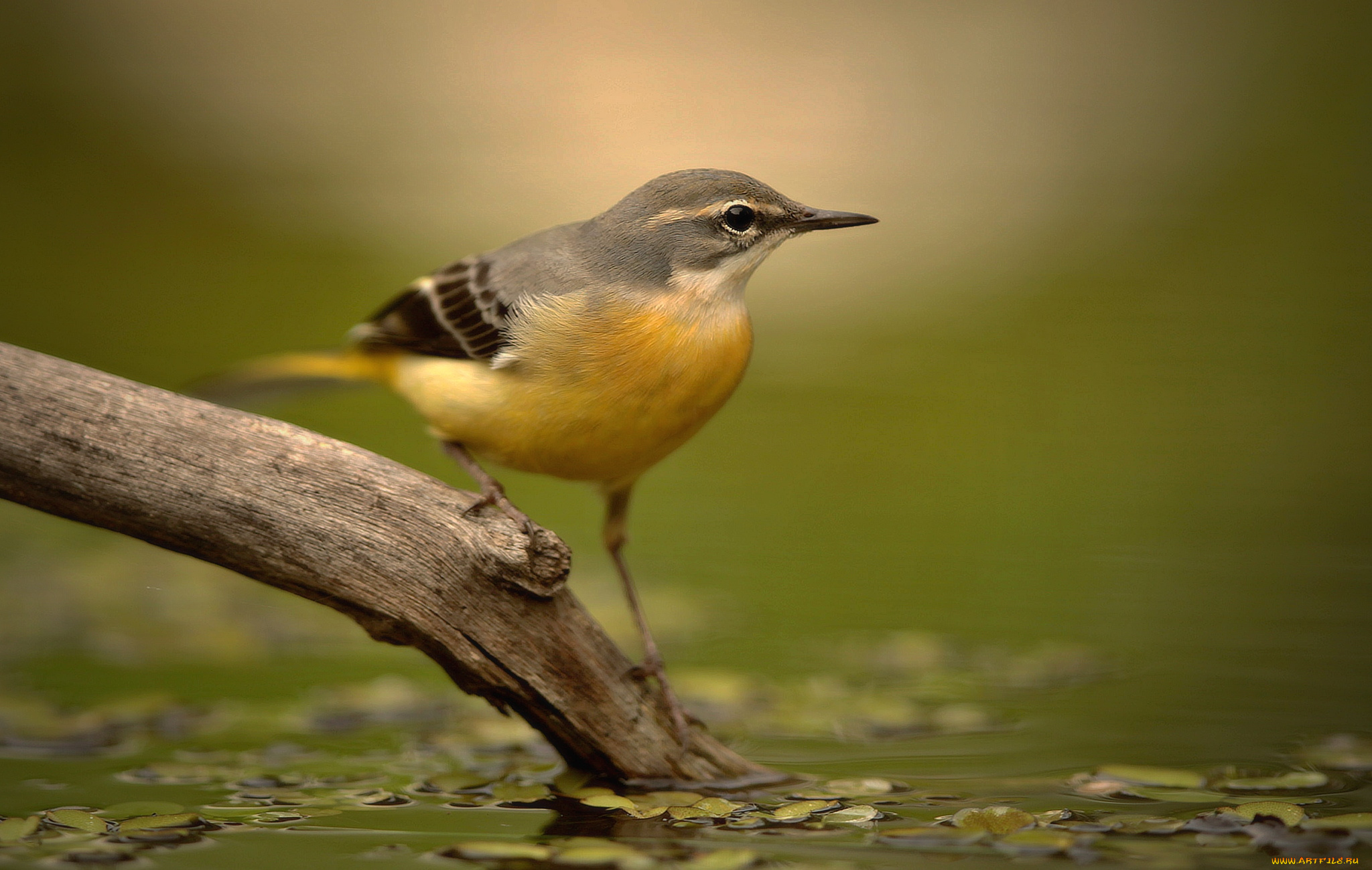 трясогузка, животные, птицы, птичка