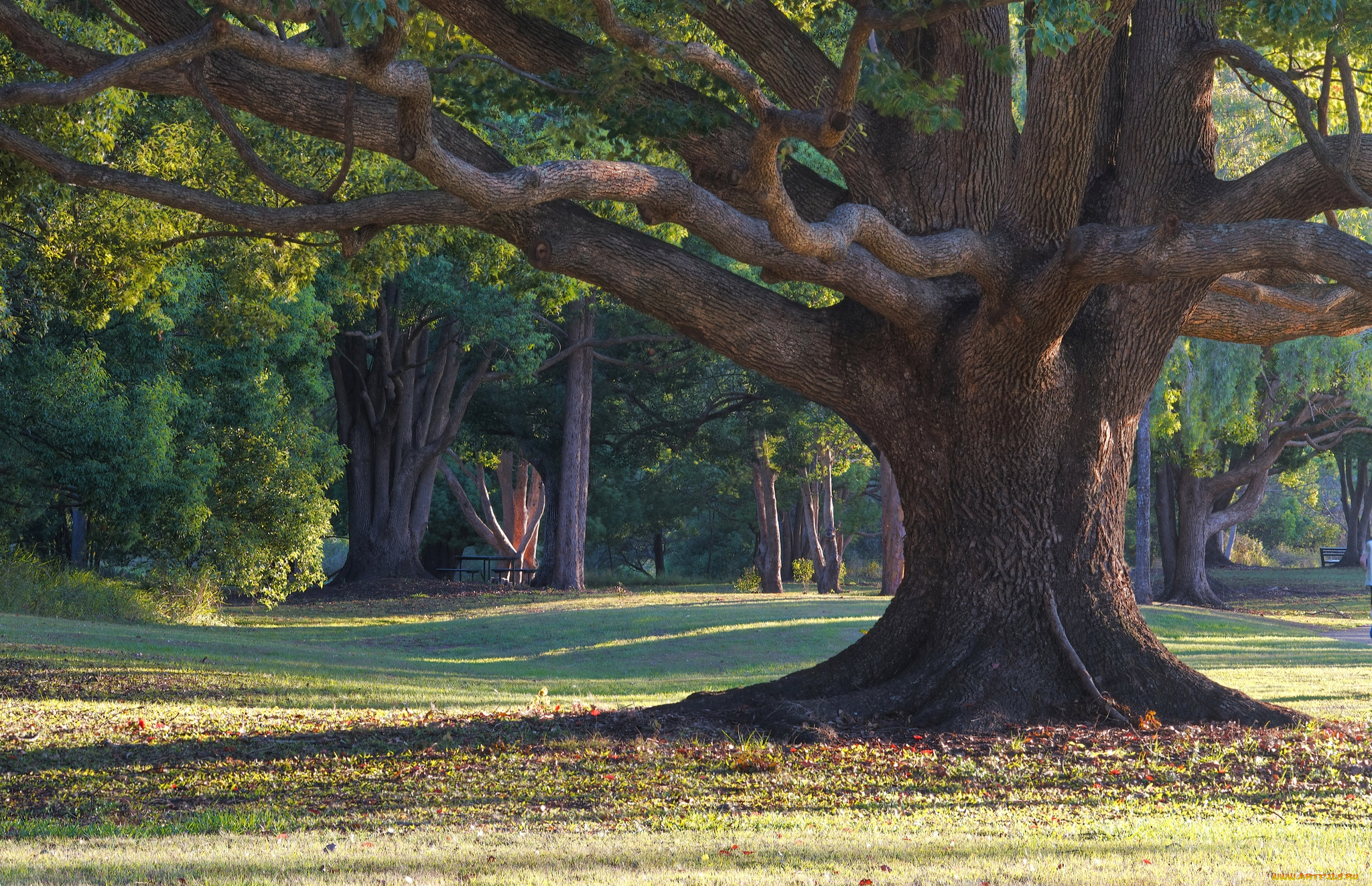 природа, деревья, ствол, мощь