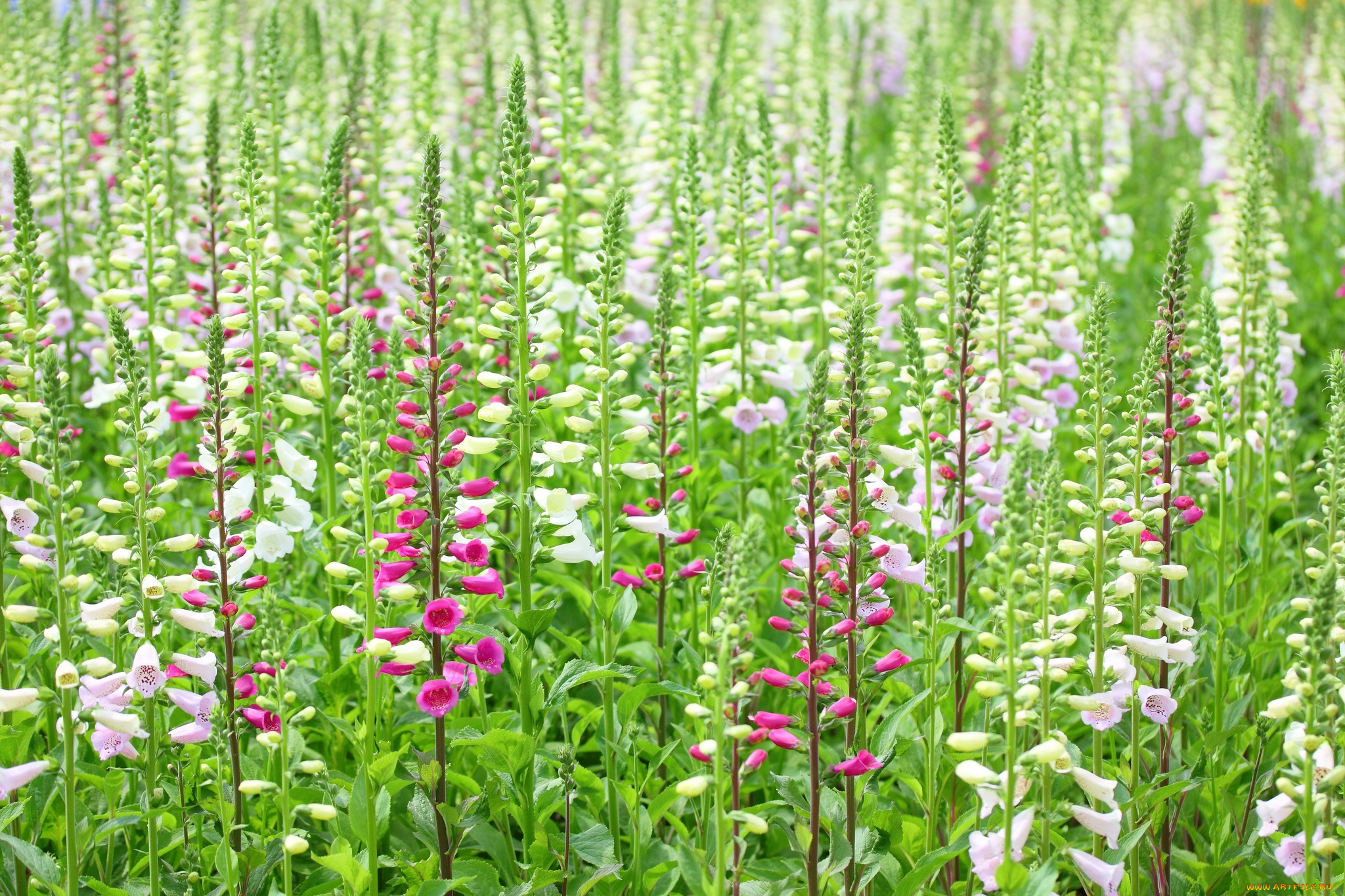 цветы, дигиталис, наперстянка, много