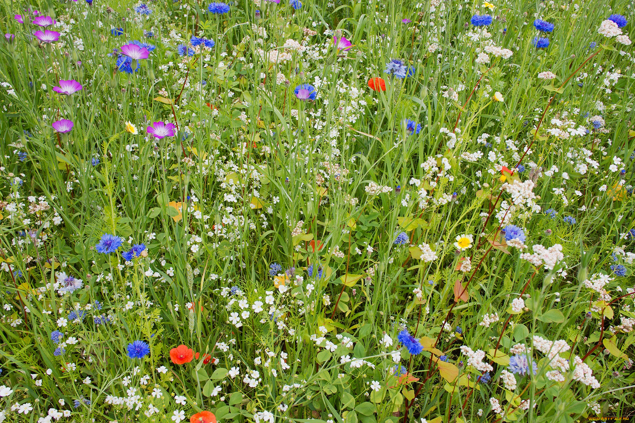 цветы, луговые, полевые, флора, растения, трава