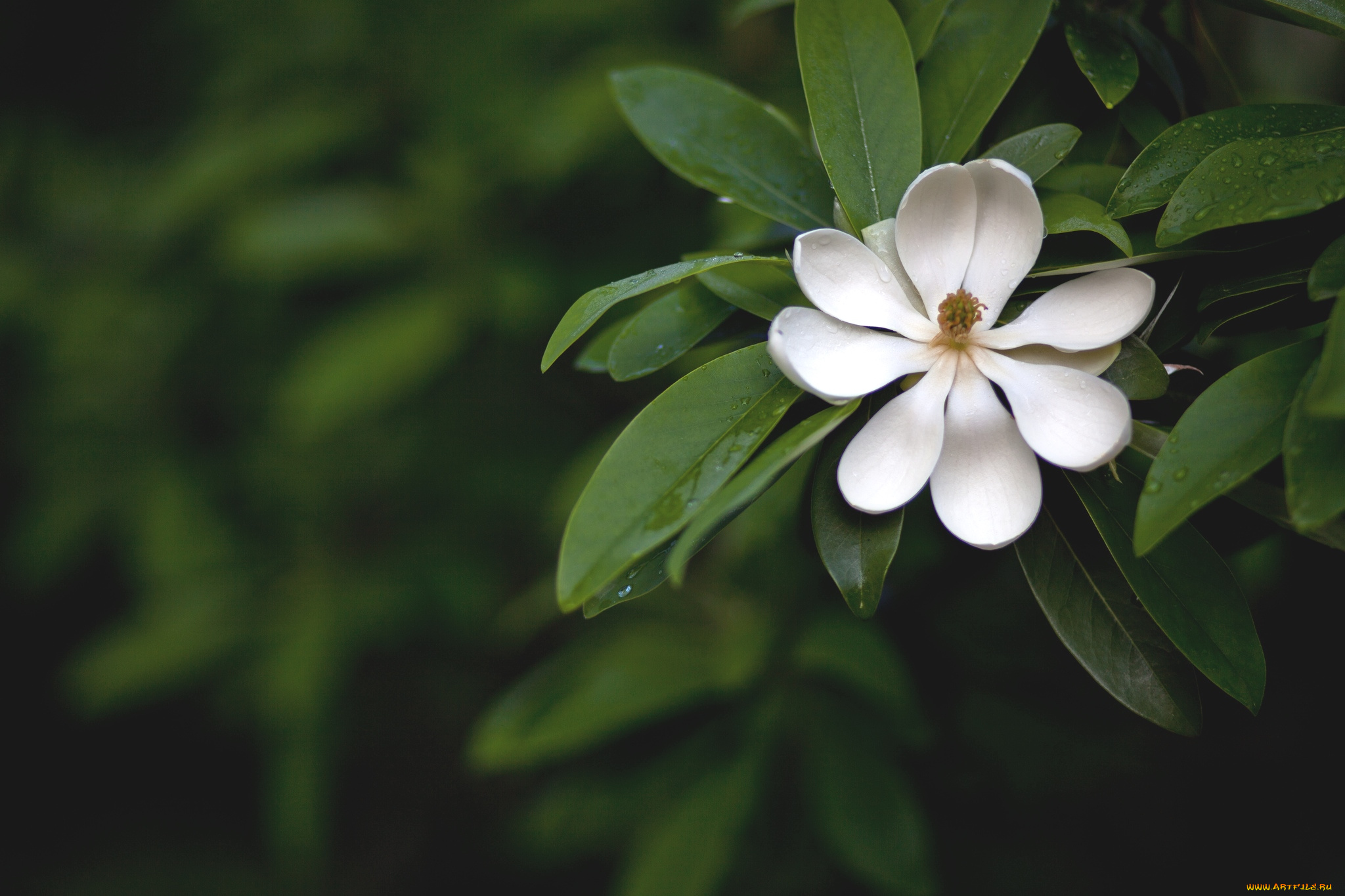цветы, магнолии, белый