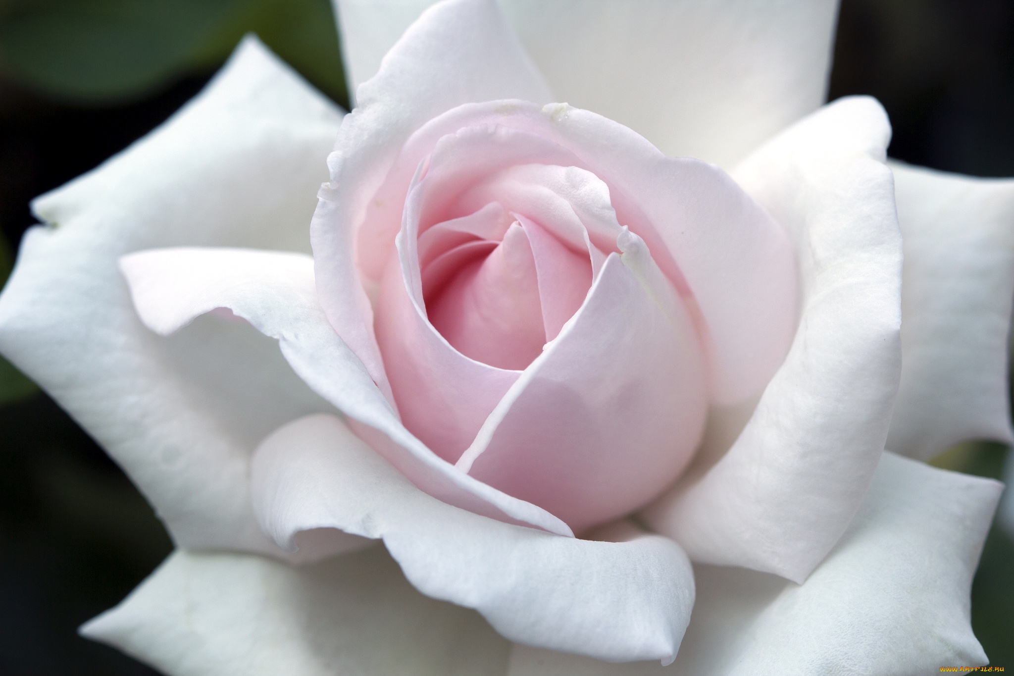 цветы, розы, макро