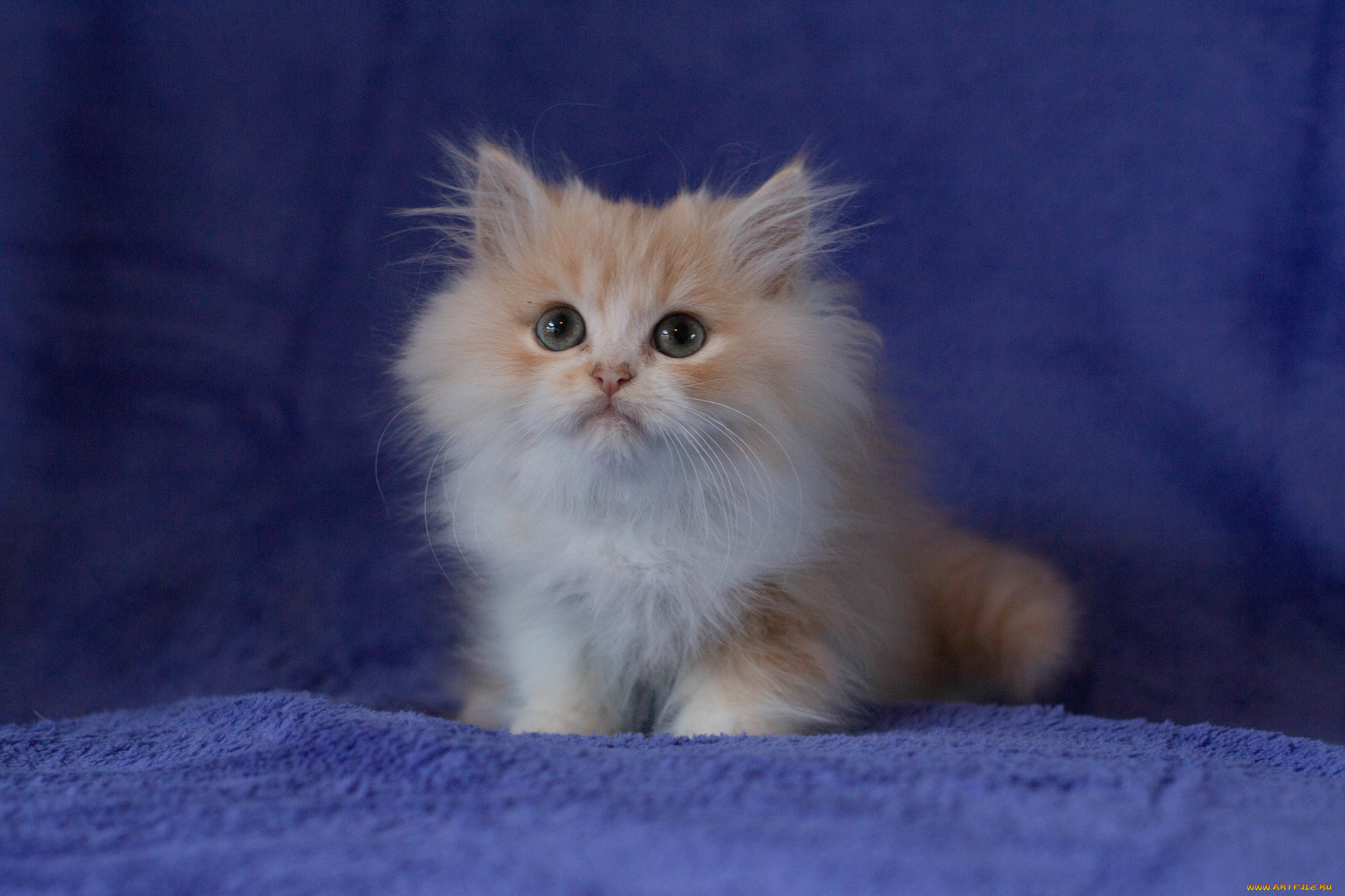 животные, коты, пушистый, котёнок