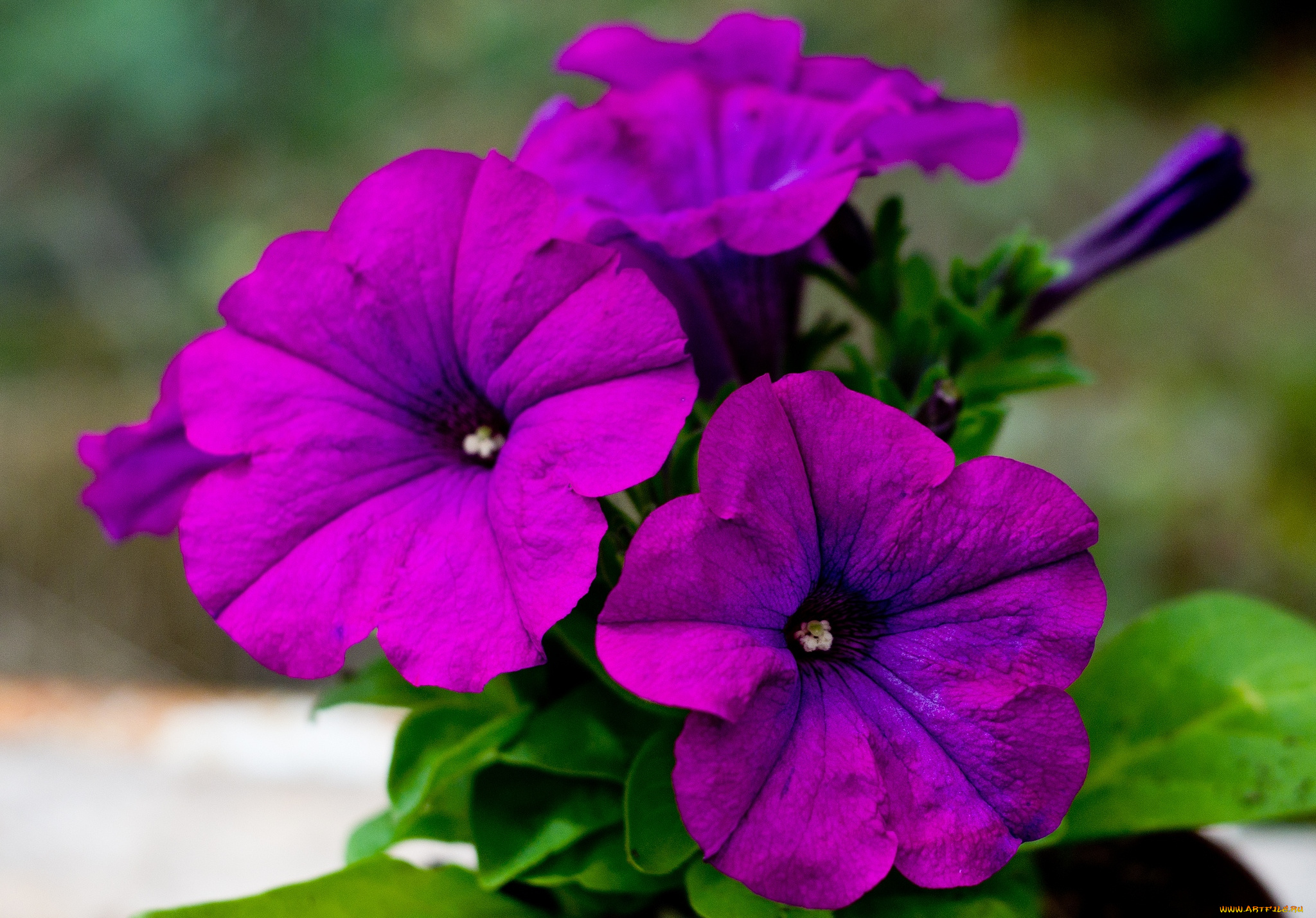 цветы, петунии, калибрахоа, макро