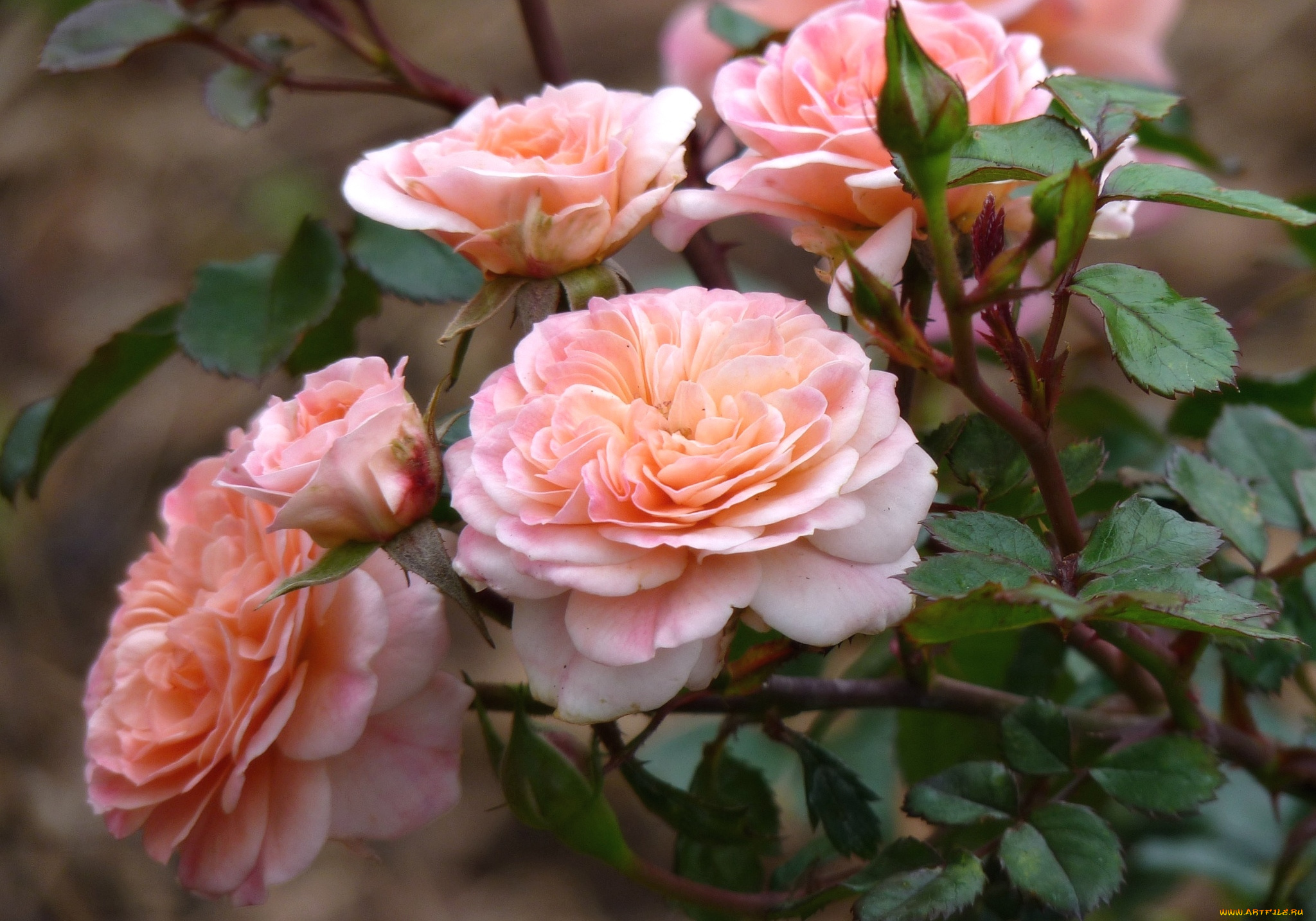 цветы, розы, куст