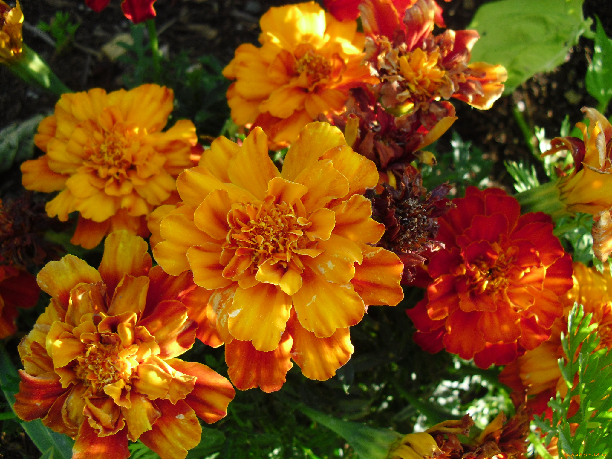 цветы, бархатцы, лепестки