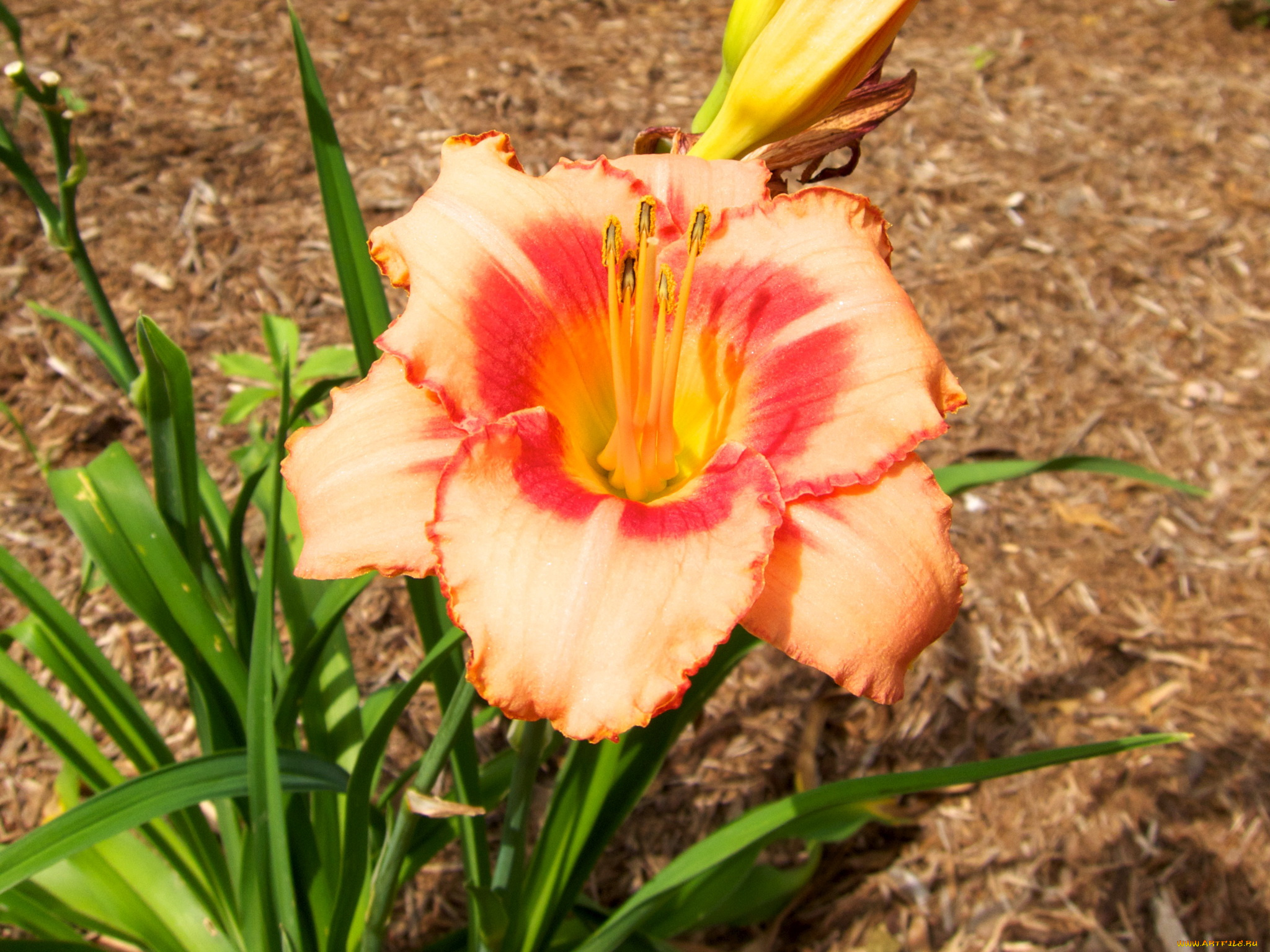 цветы, лилии, лилейники, лилейник