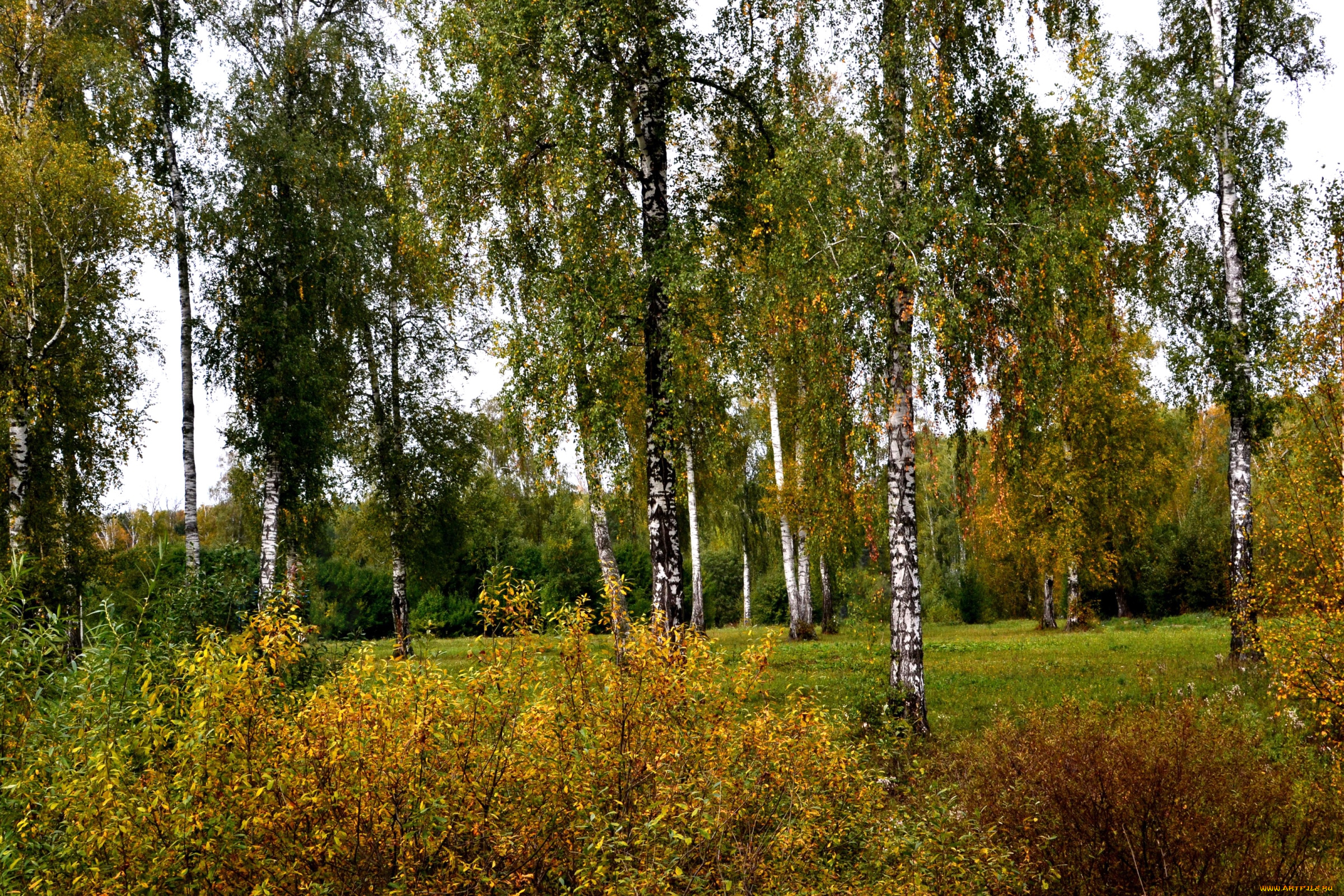 природа, деревья, березы