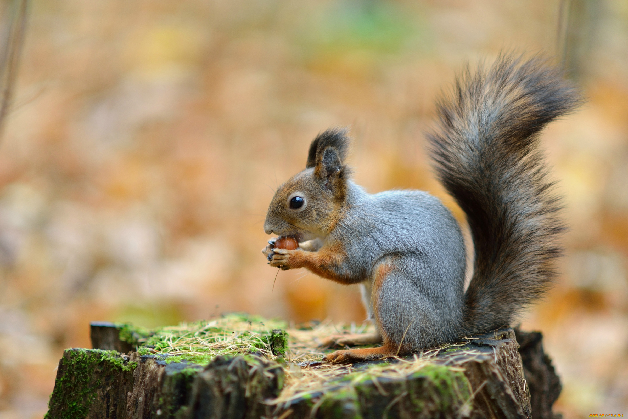 животные, белки, зверек