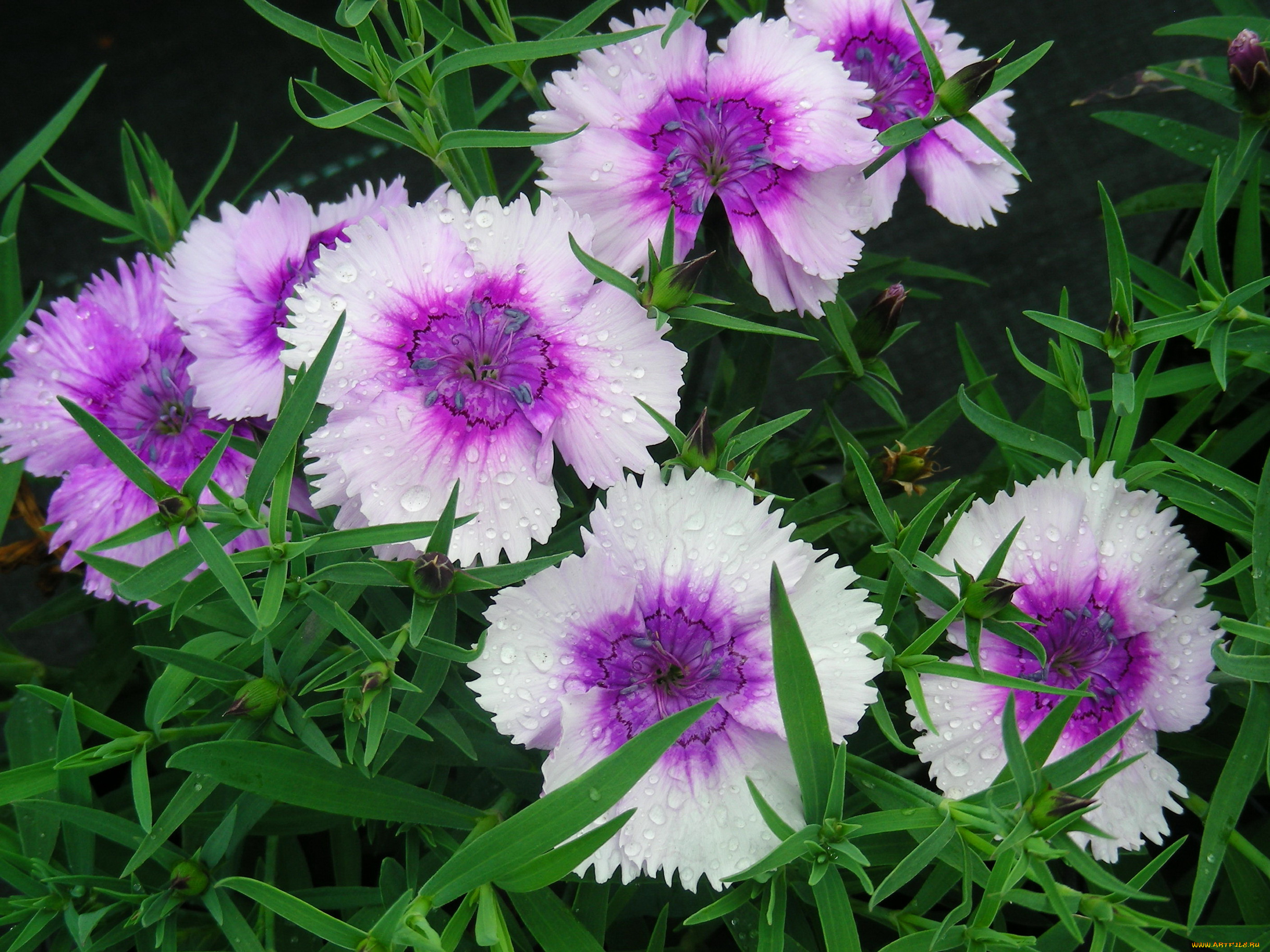 цветы, гвоздики, сад