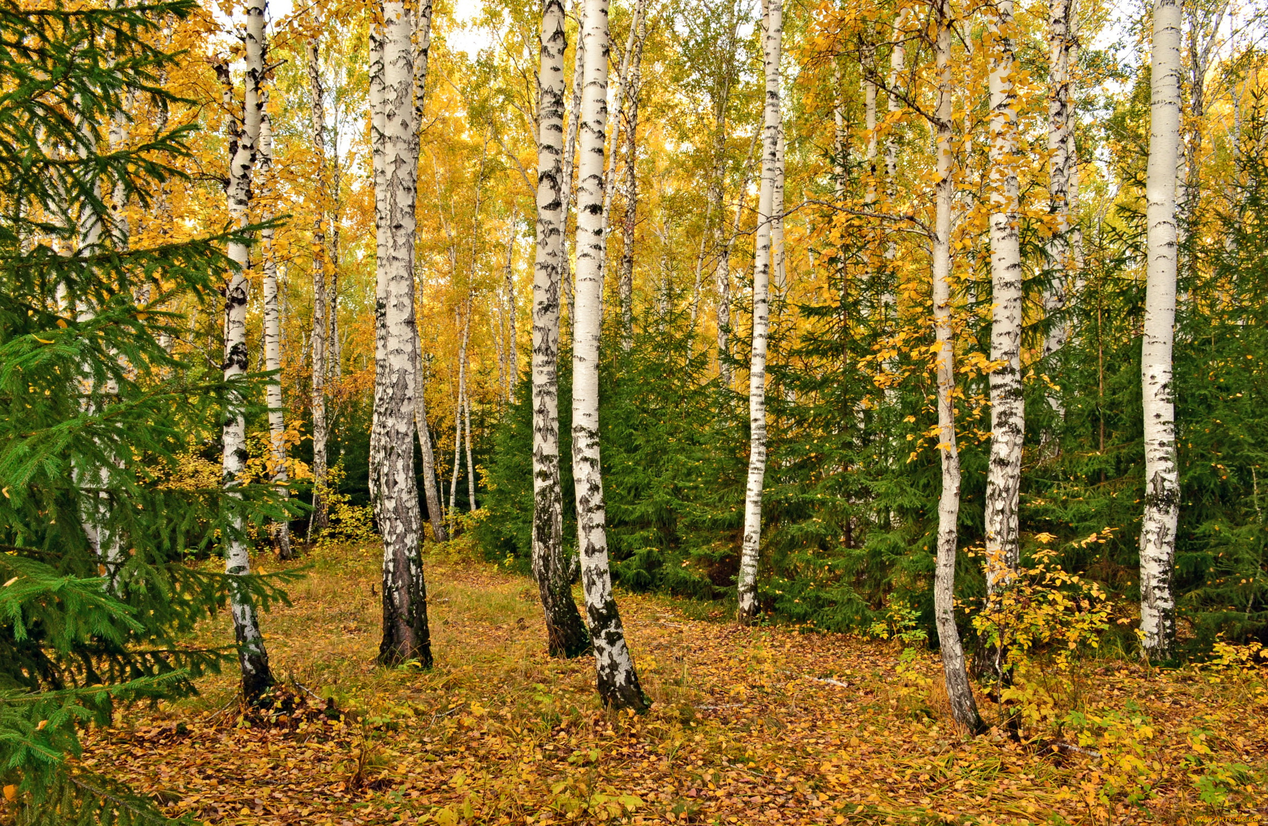 природа, лес, омск, березы, поляна