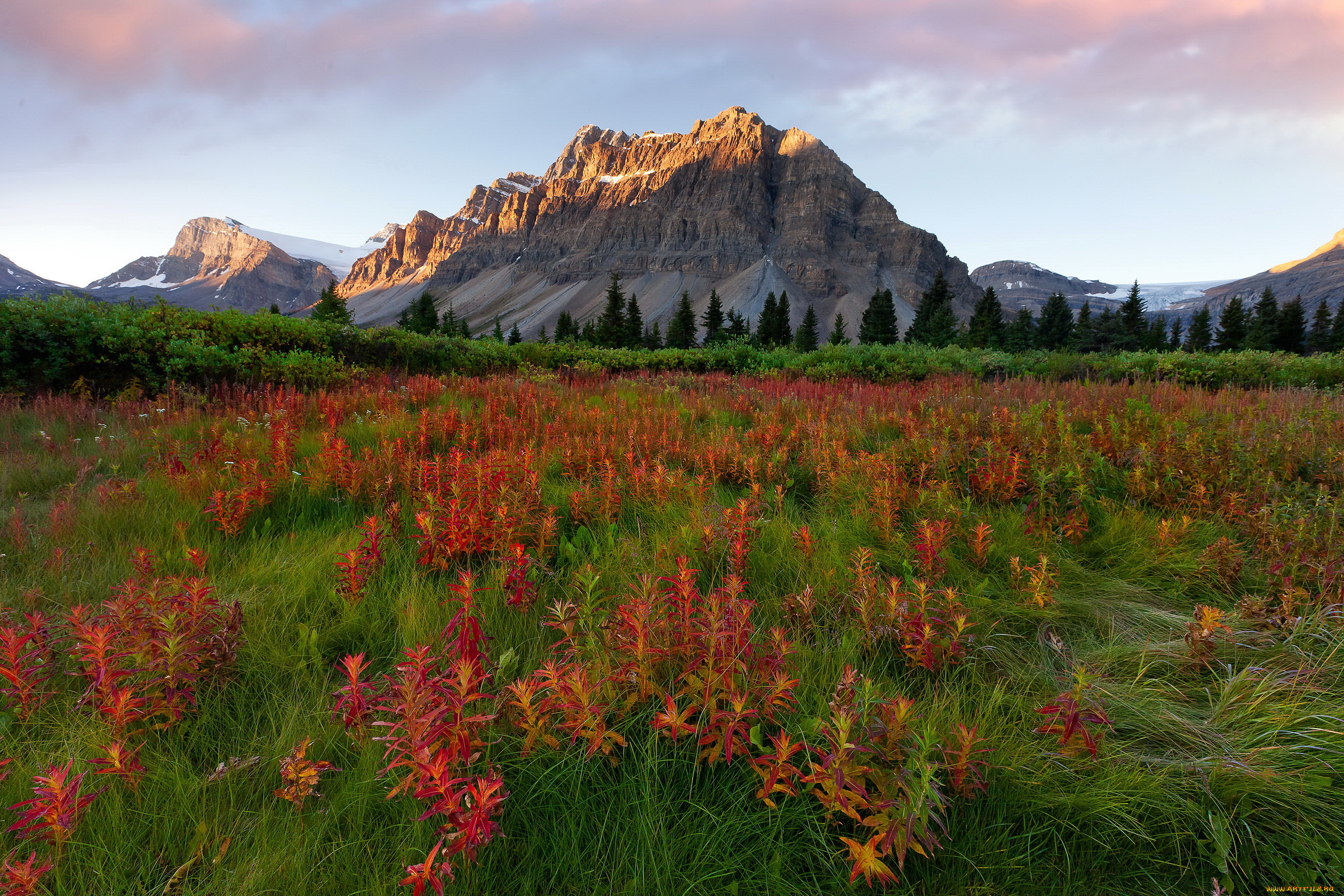 glacier, national, park, usa, montana, природа, луга, цветы, трава, снег, горы, ели