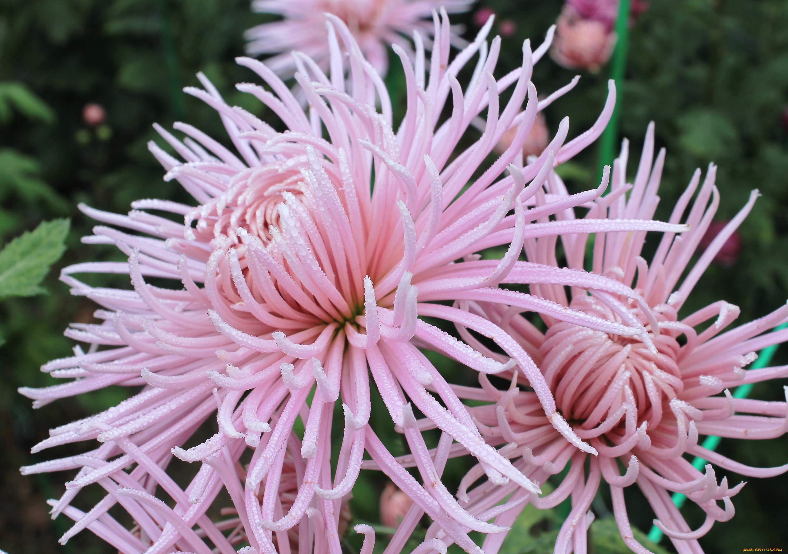 цветы, хризантемы, розовый