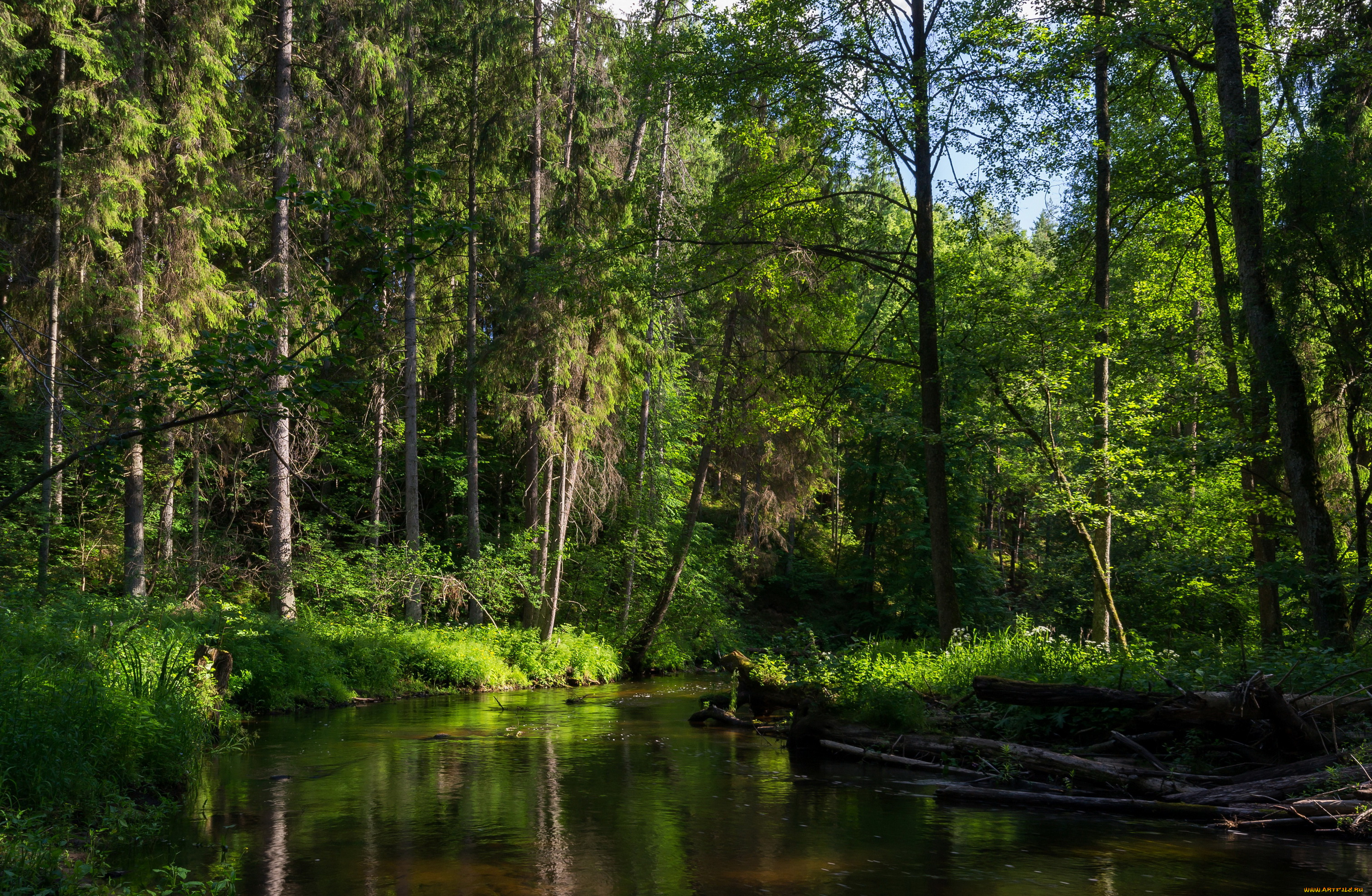 природа, реки, озера, беларусь, минск, лес