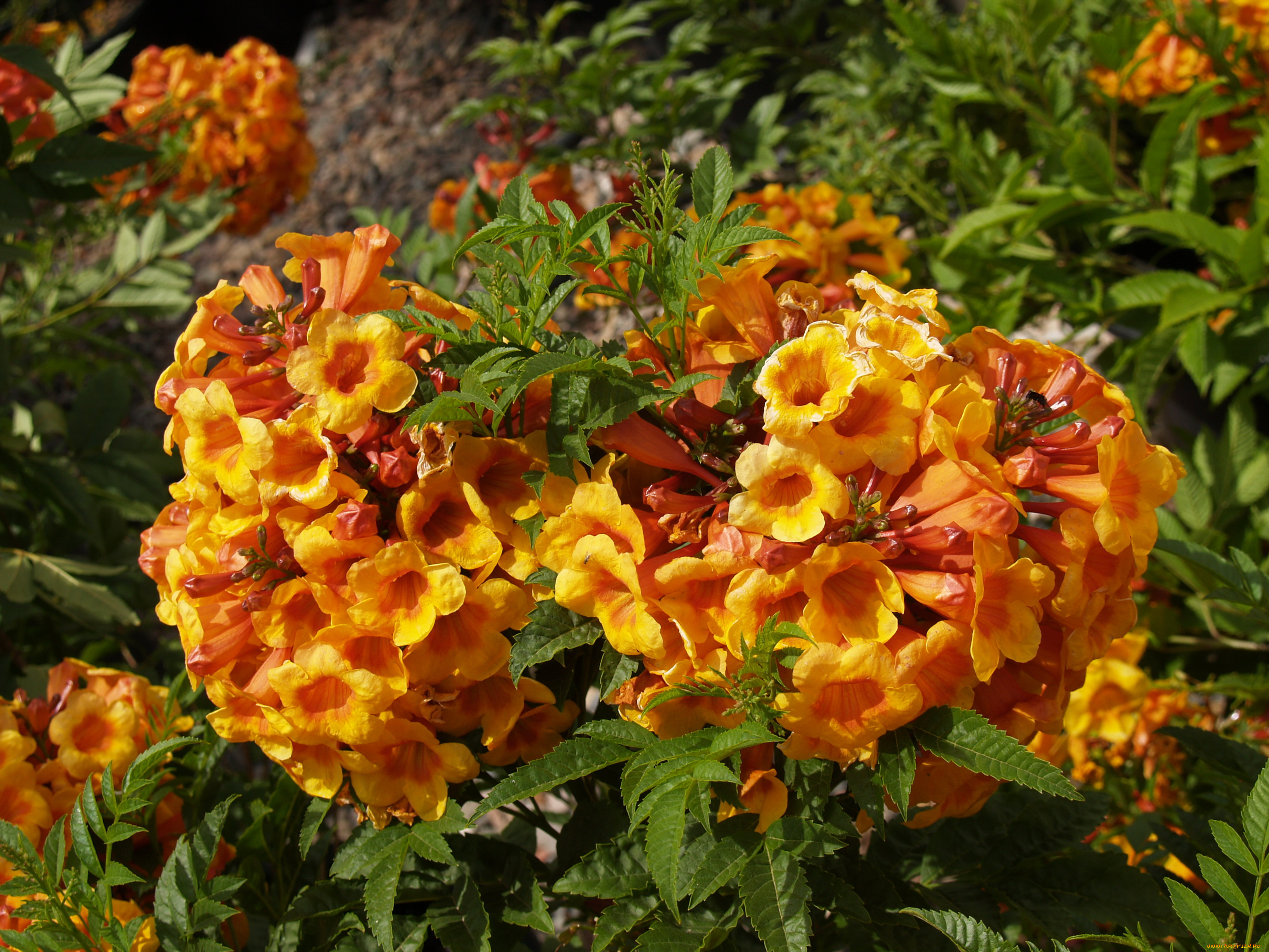 цветы, кампсис, текома