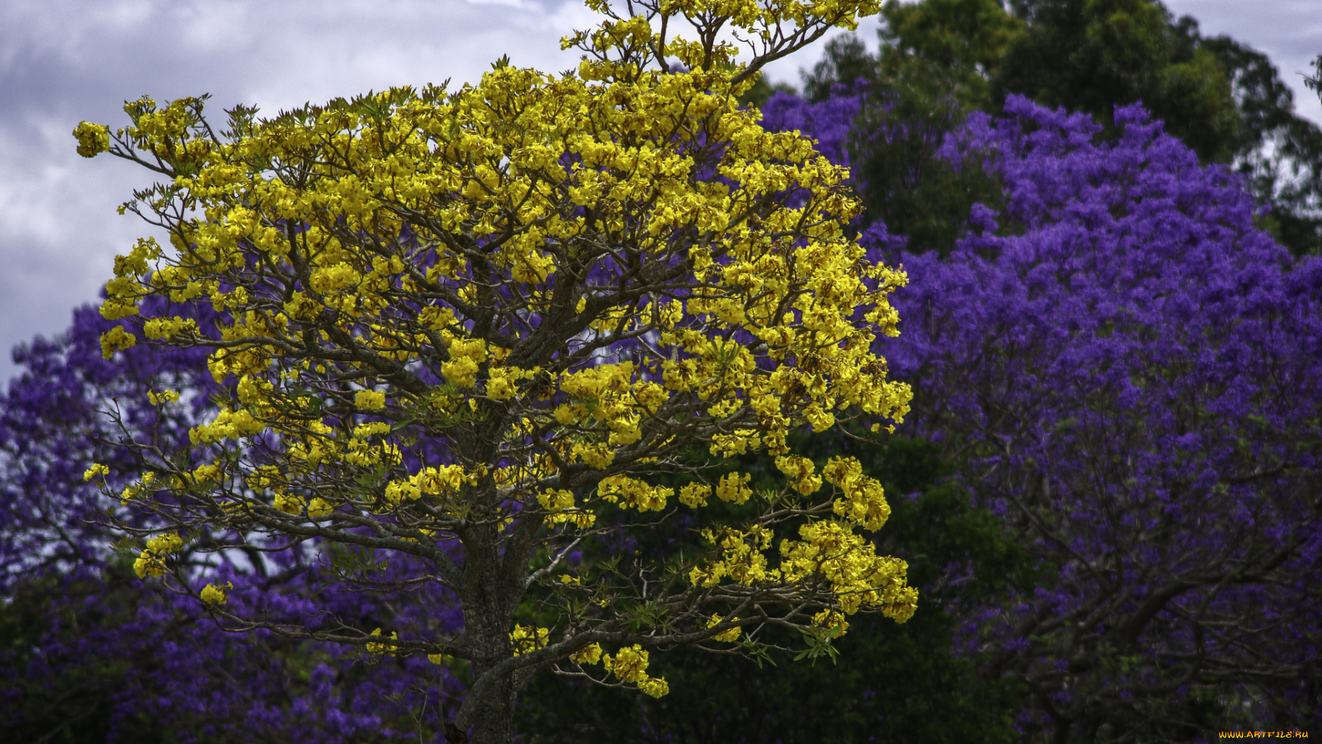 цветы, цветущие, деревья, , , кустарники, деревья