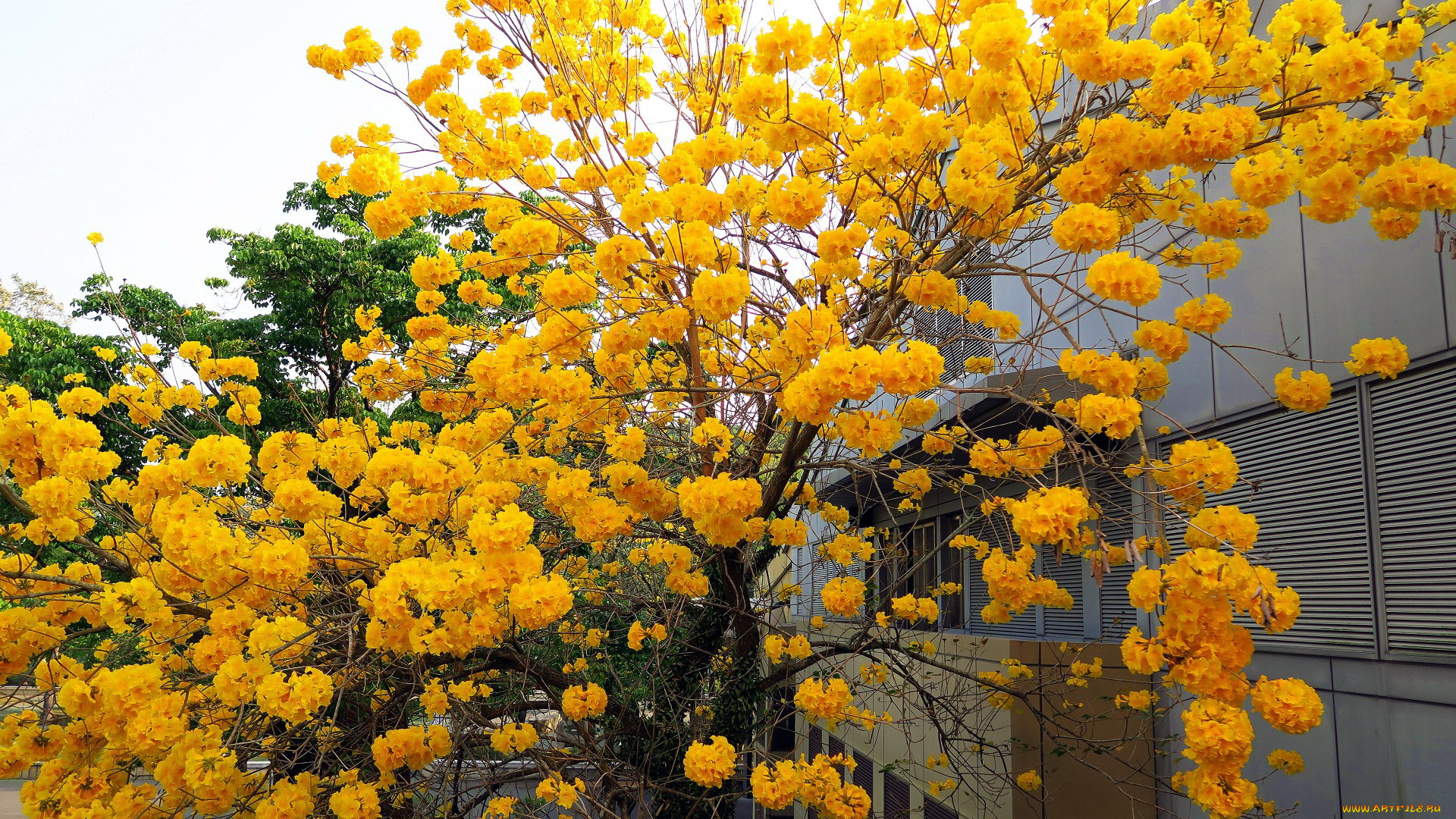 цветы, цветущие, деревья, , , кустарники, дерево, золотой